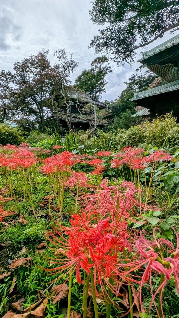 彼岸花　2024WS公認球２個セット 鎌倉・扇ガ谷｢英勝寺の彼岸花 2024｣ 【四季折々の花、草木】〈名所編
