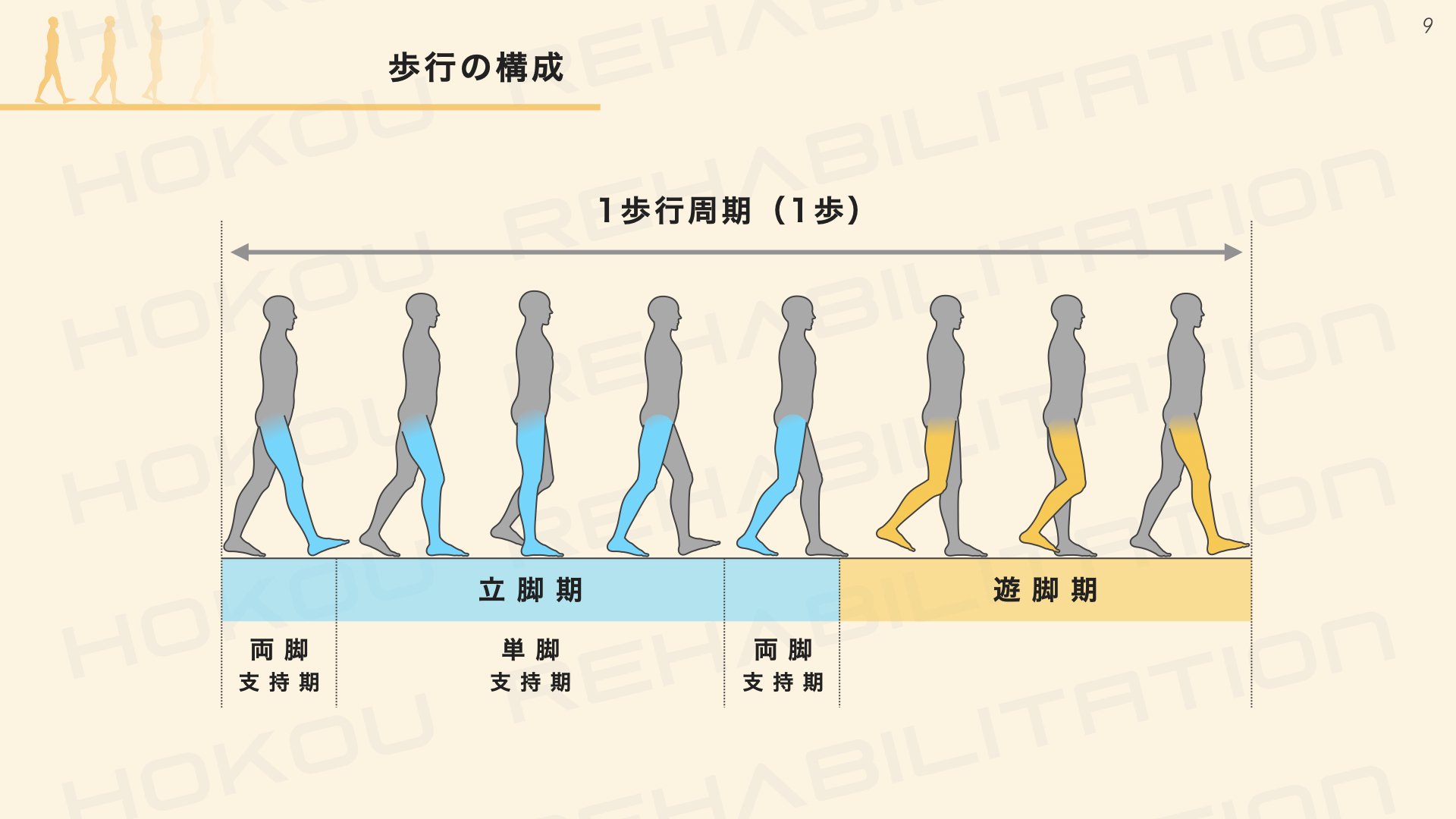 正常歩行を理解するメリットと限界とは？｜小松 洋介｜リハビリ・介護