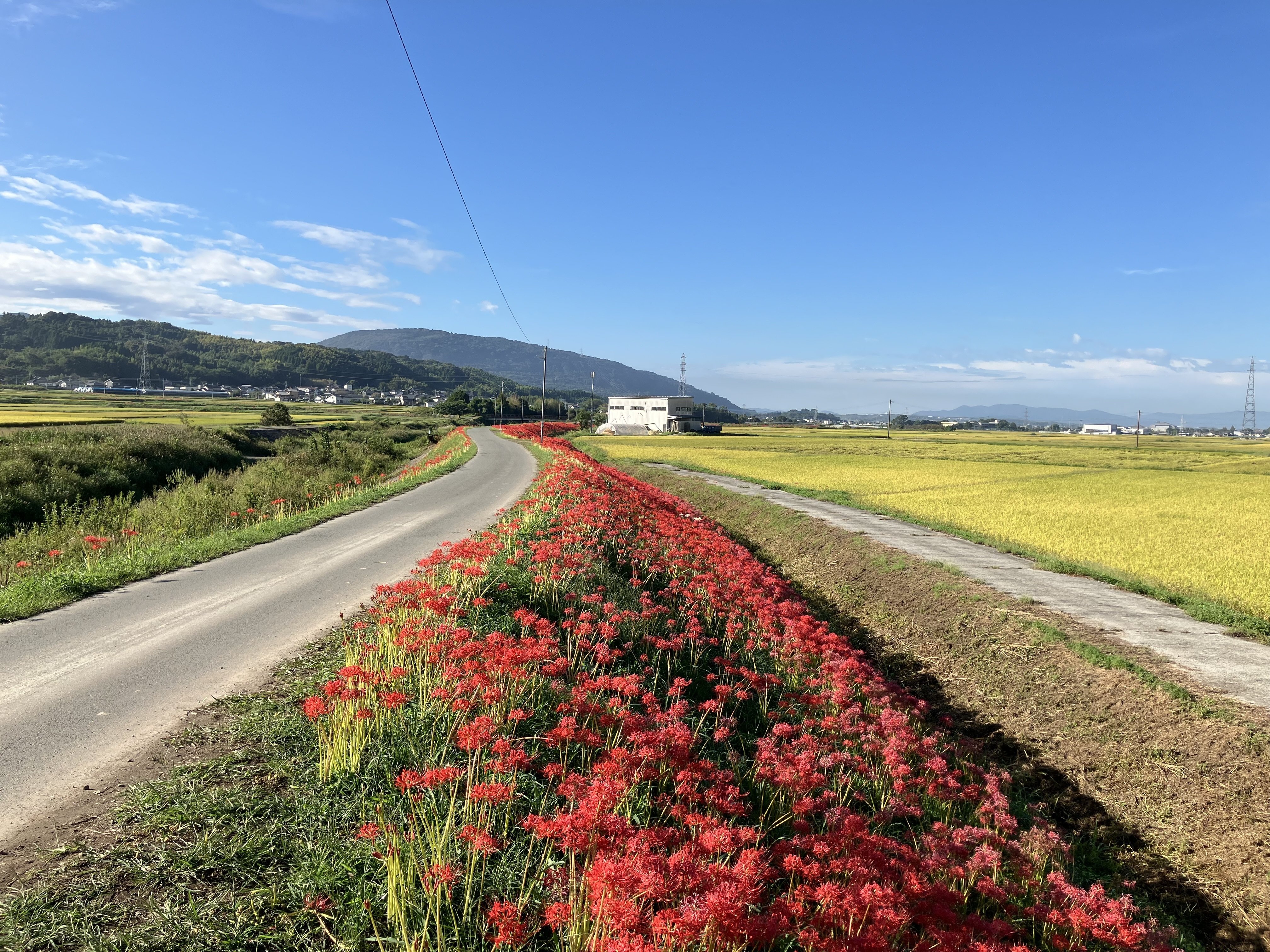 寺中彼岸花街道｜Desert Rose