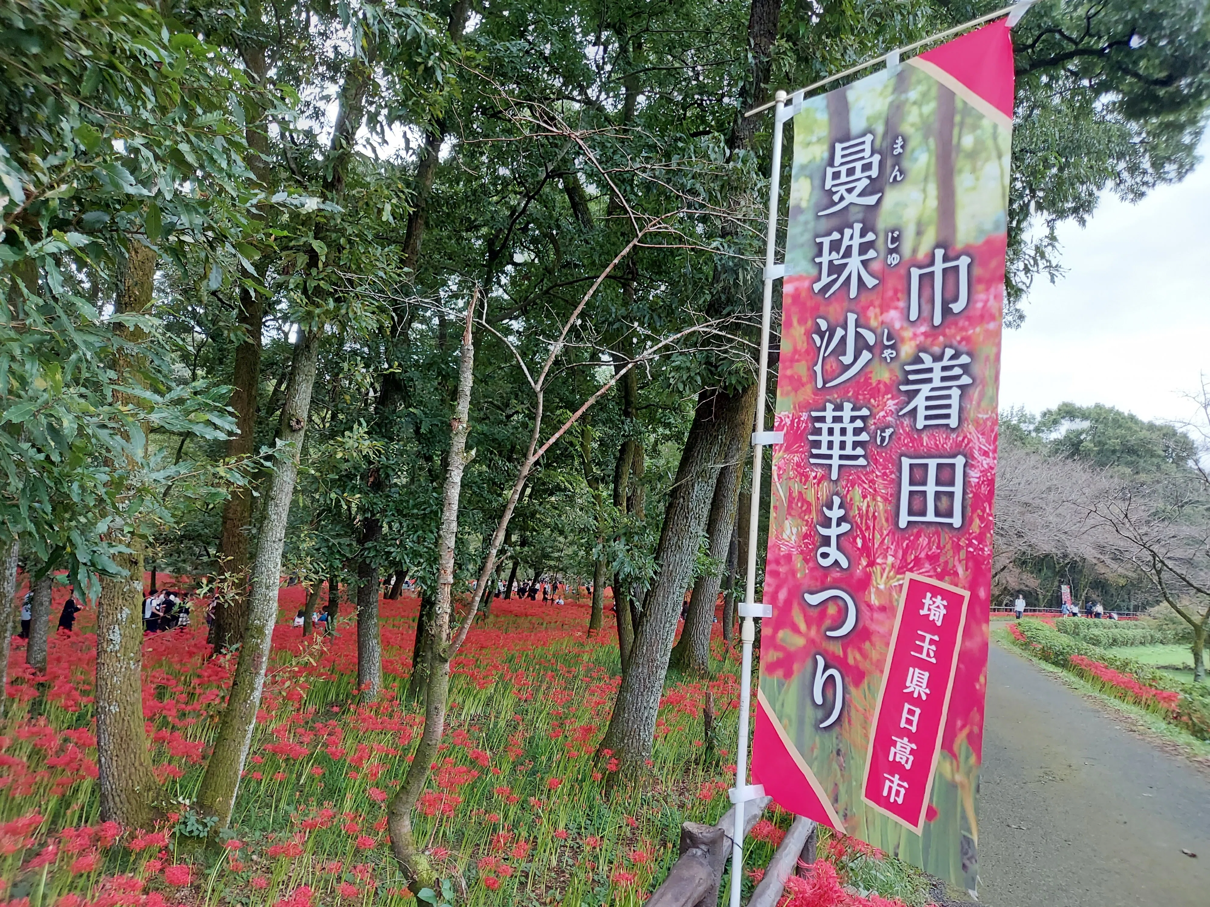 曼珠沙華の森(巾着田)｜月山六太