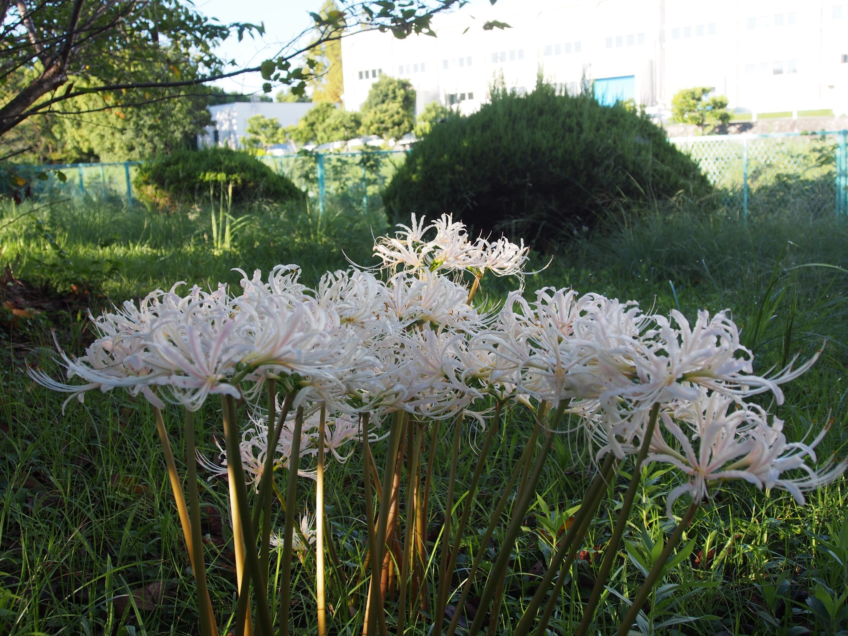 彼岸花　2024WS公認球２個セット 彼岸花オレンジ色花7個球根3個 （408）