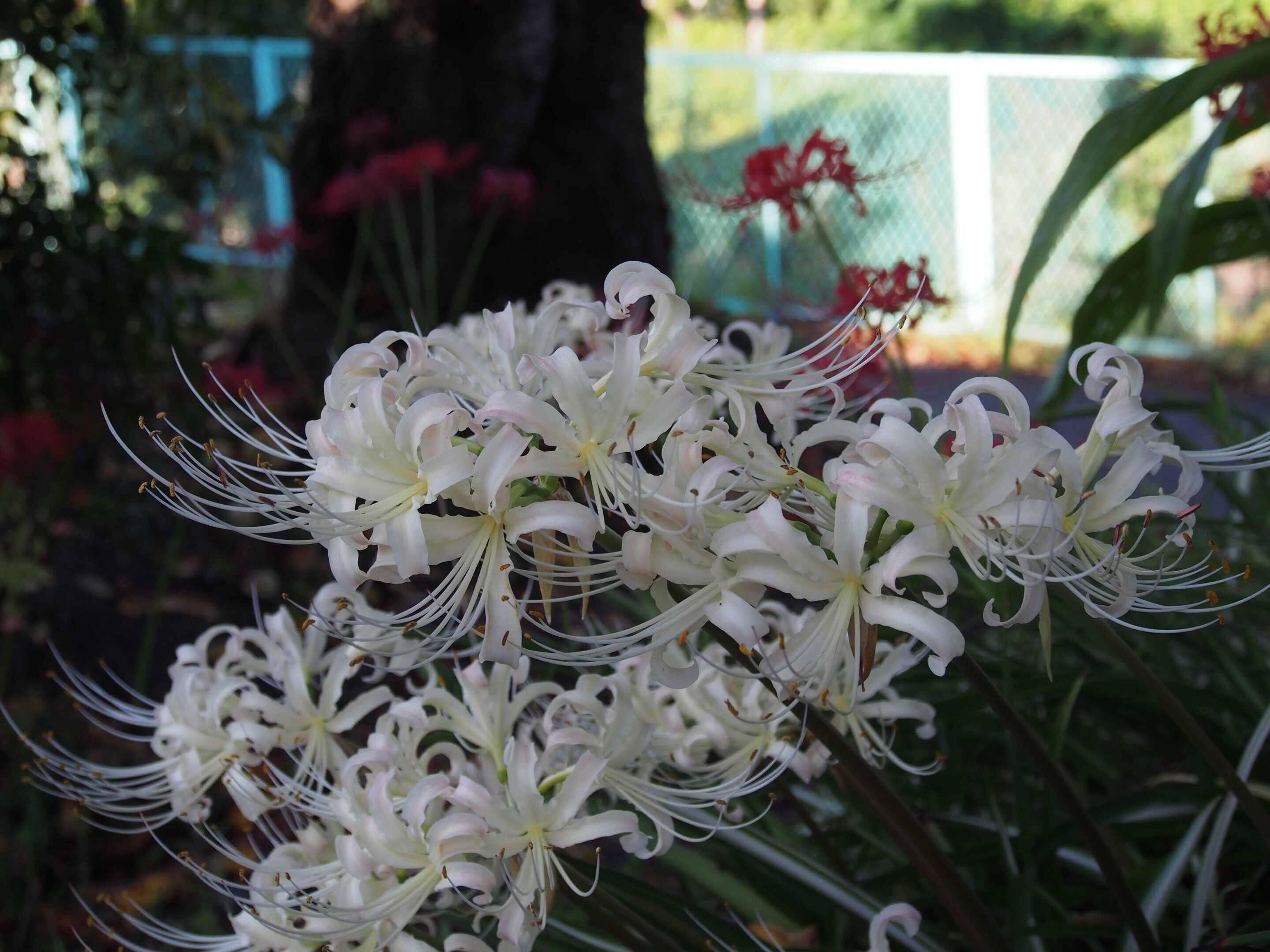 彼岸花　2024WS公認球２個セット 彼岸花のお話 | NEWS・EVENT | NEWS・EVENT・ブログ | 和菓子