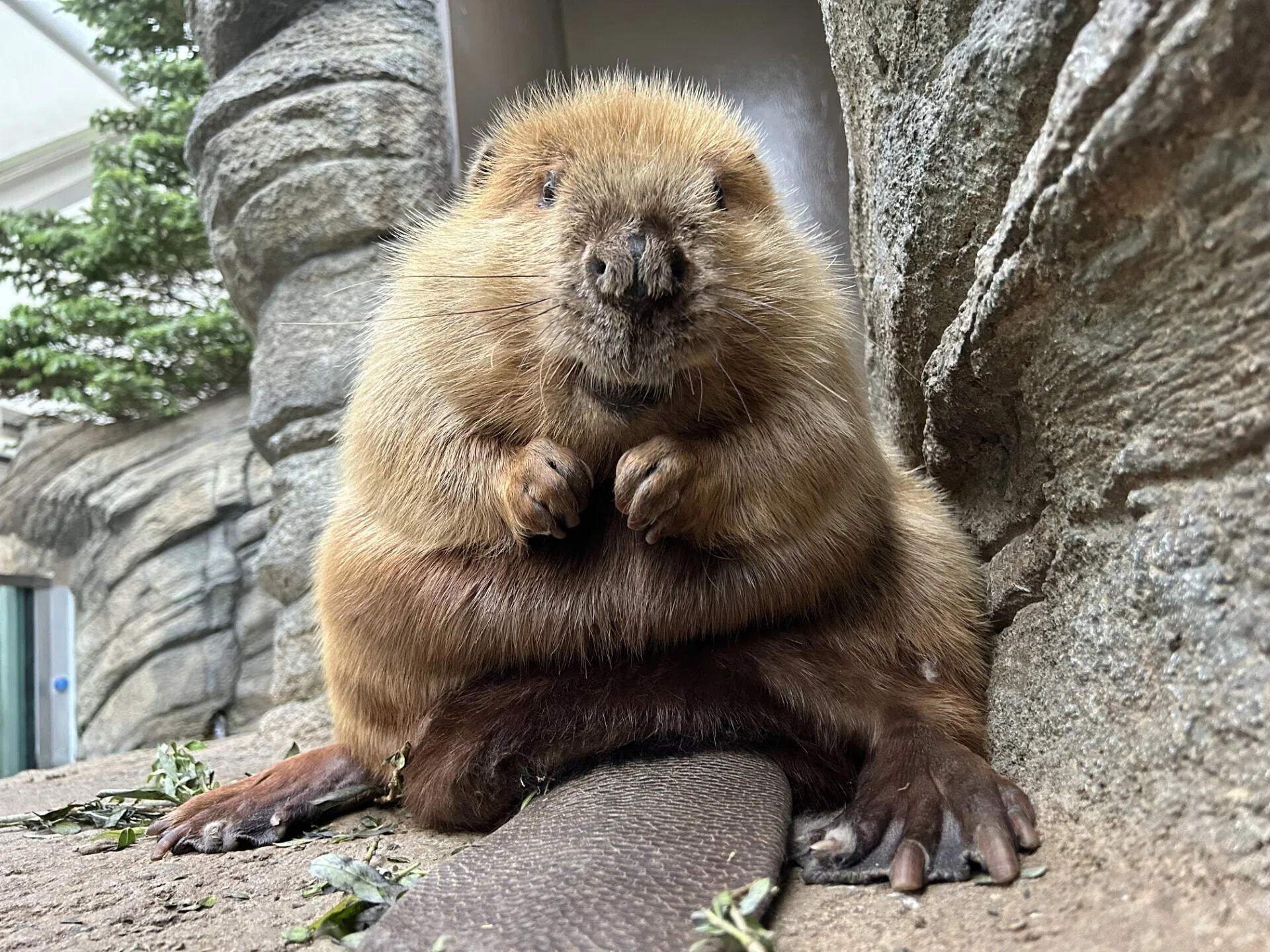 モヒカンビーバー｜仙台うみの杜水族館
