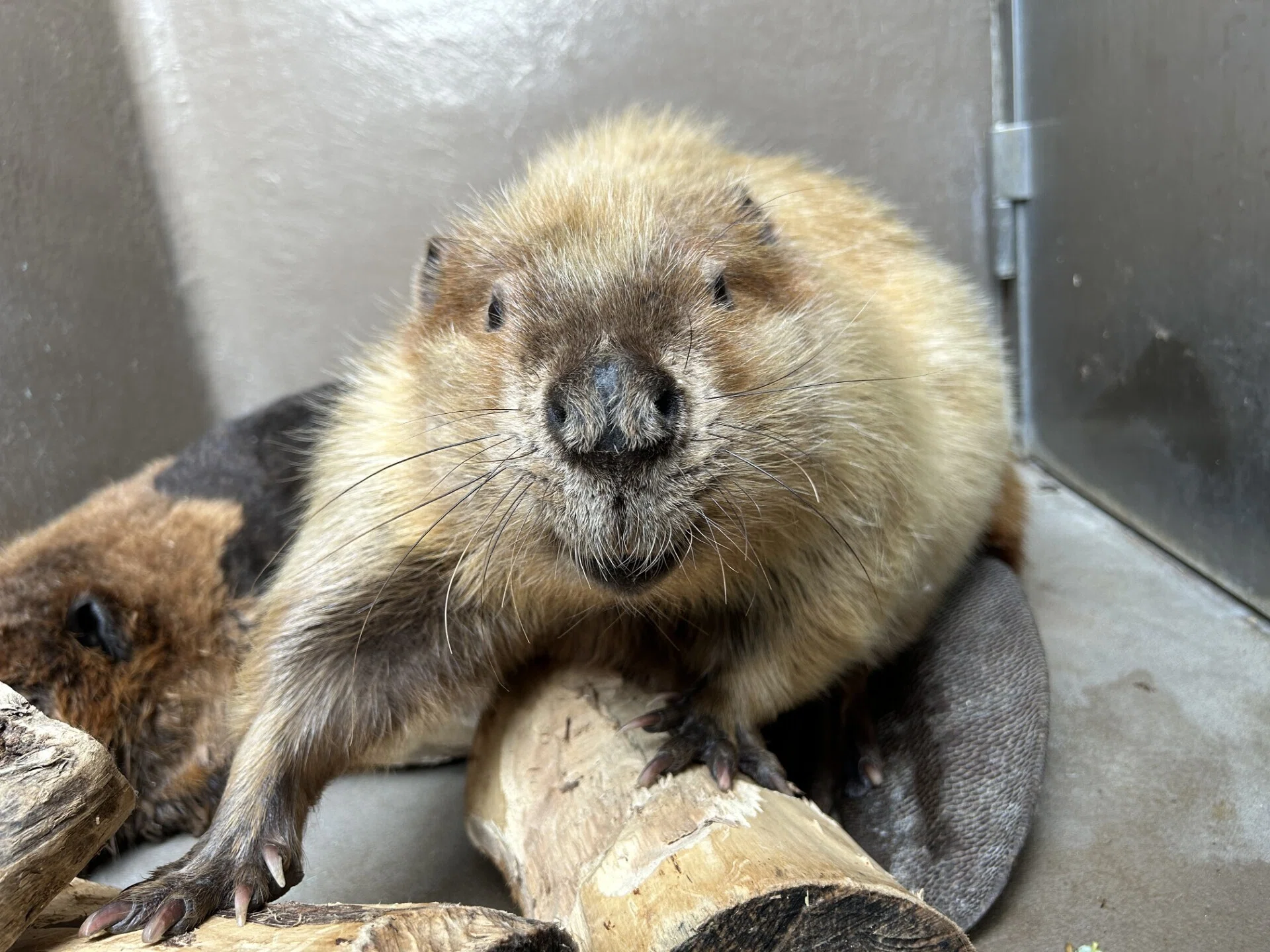 ✨ビーバー刈毛ケープ✨ モヒカンビーバー｜仙台うみの杜水族館
