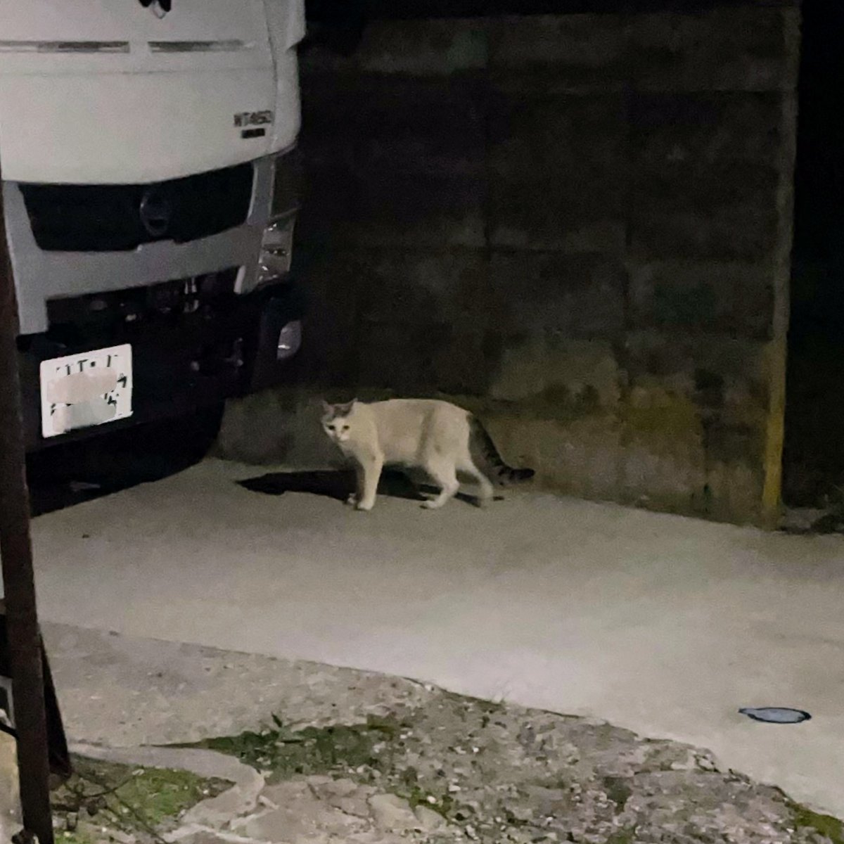 白地で頭のてっぺんとしっぽがキジトラの猫　駐車されたトラックの前にいてこっちを向いている