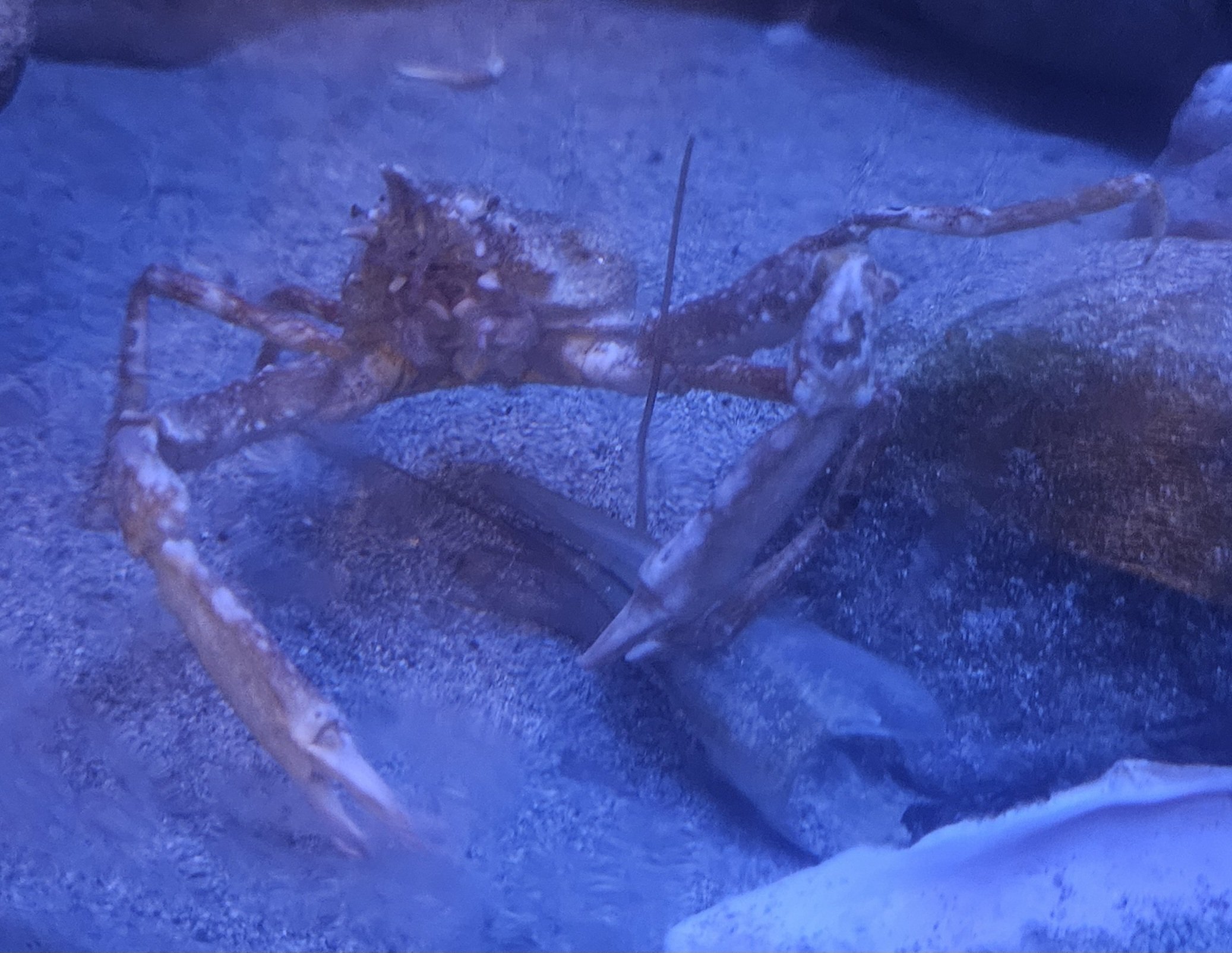 全国水族館の旅【47】すさみ町立エビとカニの水族館|美原さつき 全国水族館の旅【47】すさみ町立エビとカニの水族館|美原さつき