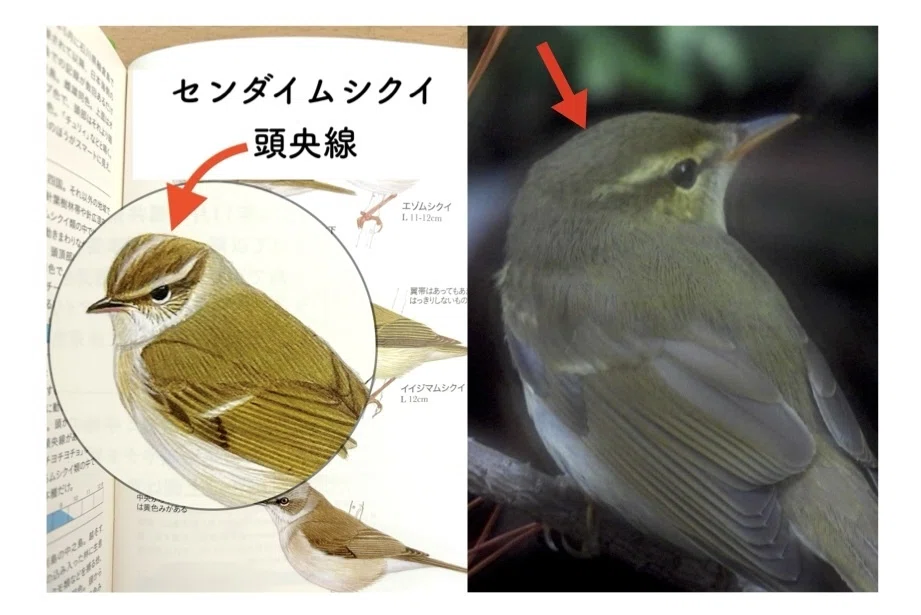 第3回】識別最難関？！ 渡り鳥解説〜ムシクイ編｜鳥の学校