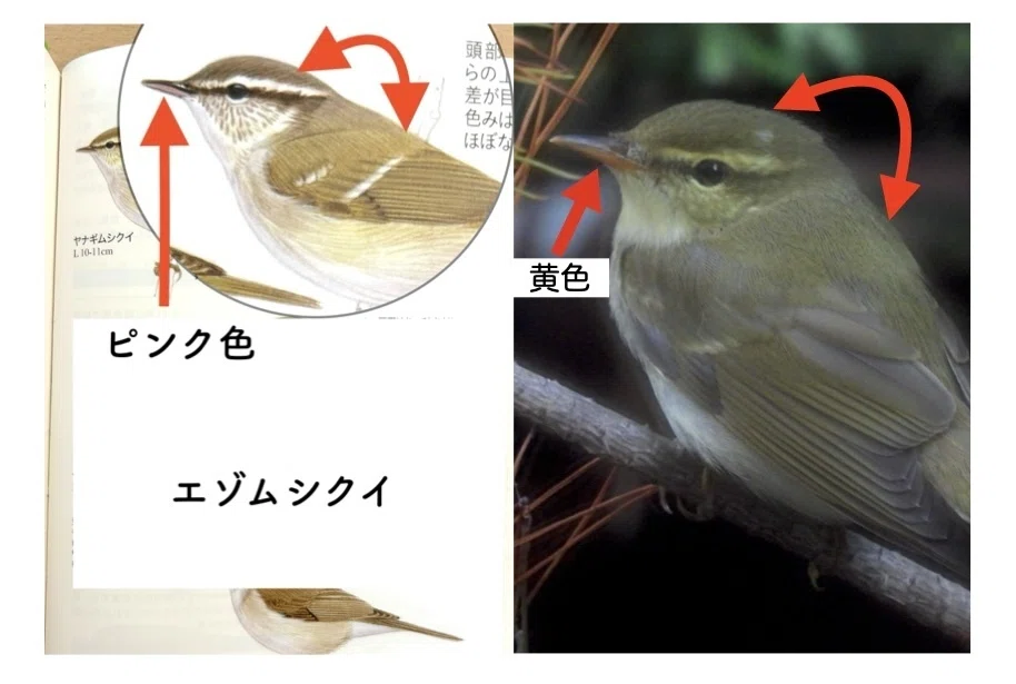 第3回】識別最難関？！ 渡り鳥解説〜ムシクイ編｜鳥の学校