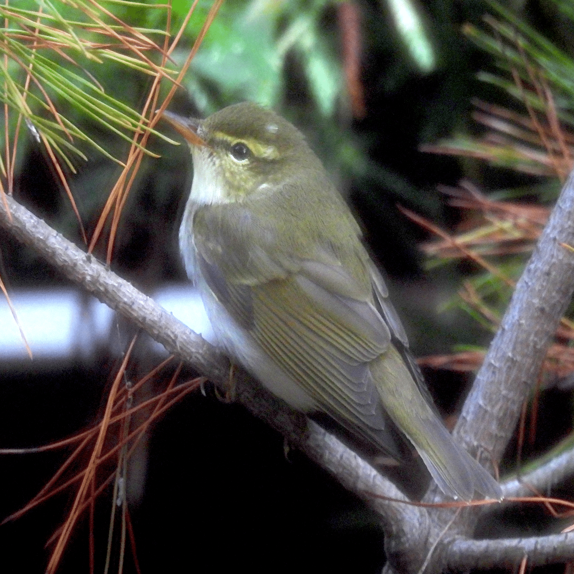 第3回】識別最難関？！ 渡り鳥解説〜ムシクイ編｜鳥の学校