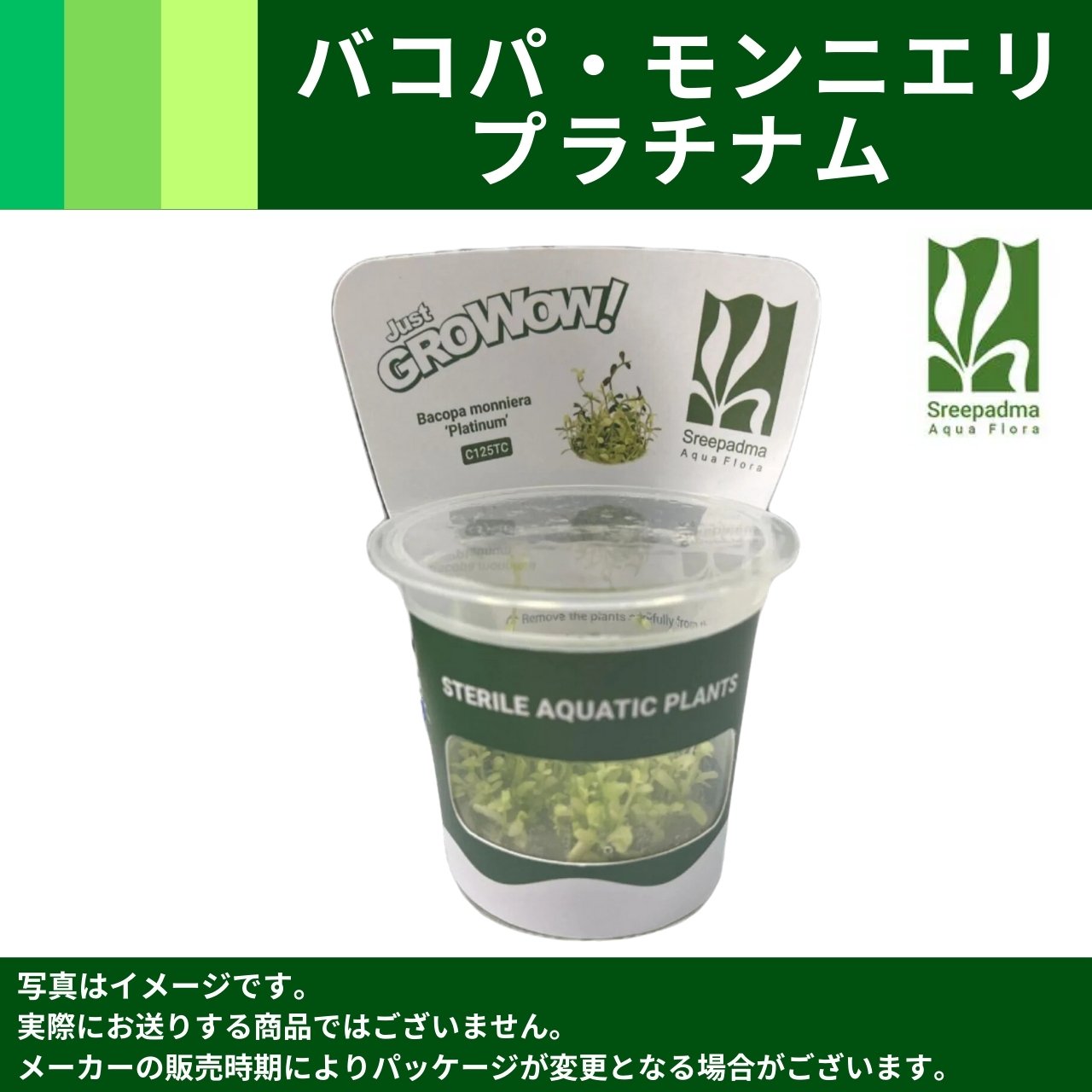 ぽん、ブランチウッド、ミクロソリウムおまとめ MIZUKUSAカタログ－GROWOW！－｜ますこ｜AQUACRYPT