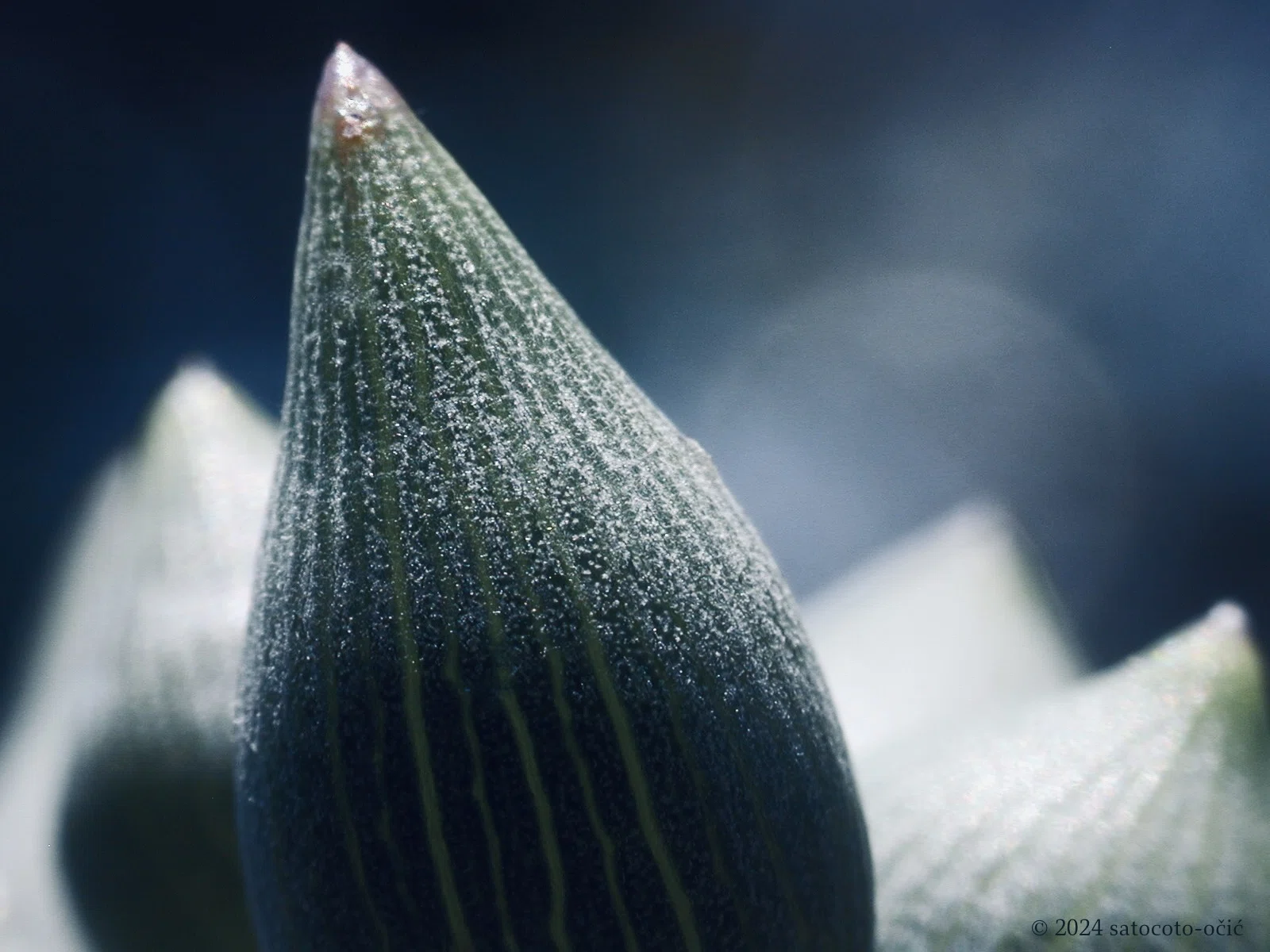 ◇ダダの森の多肉植物寫眞画室◇ 「白寿楽〜ひとすじの涙」 キク科 