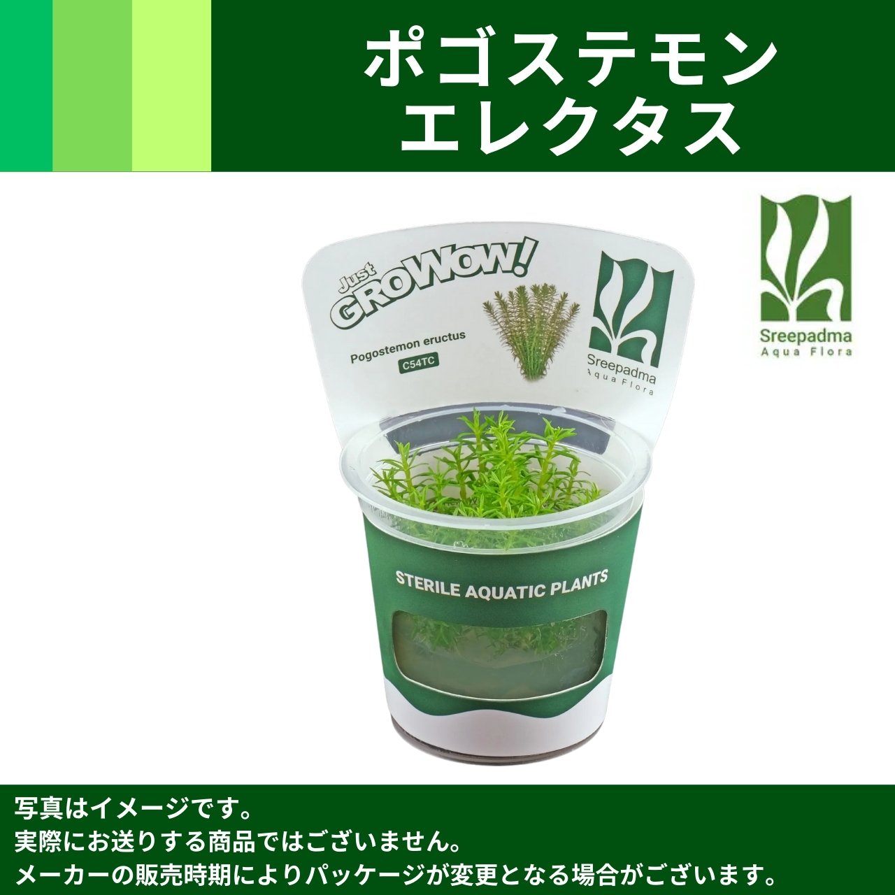 ぽん、ブランチウッド、ミクロソリウムおまとめ MIZUKUSAカタログ－GROWOW！－｜ますこ｜AQUACRYPT