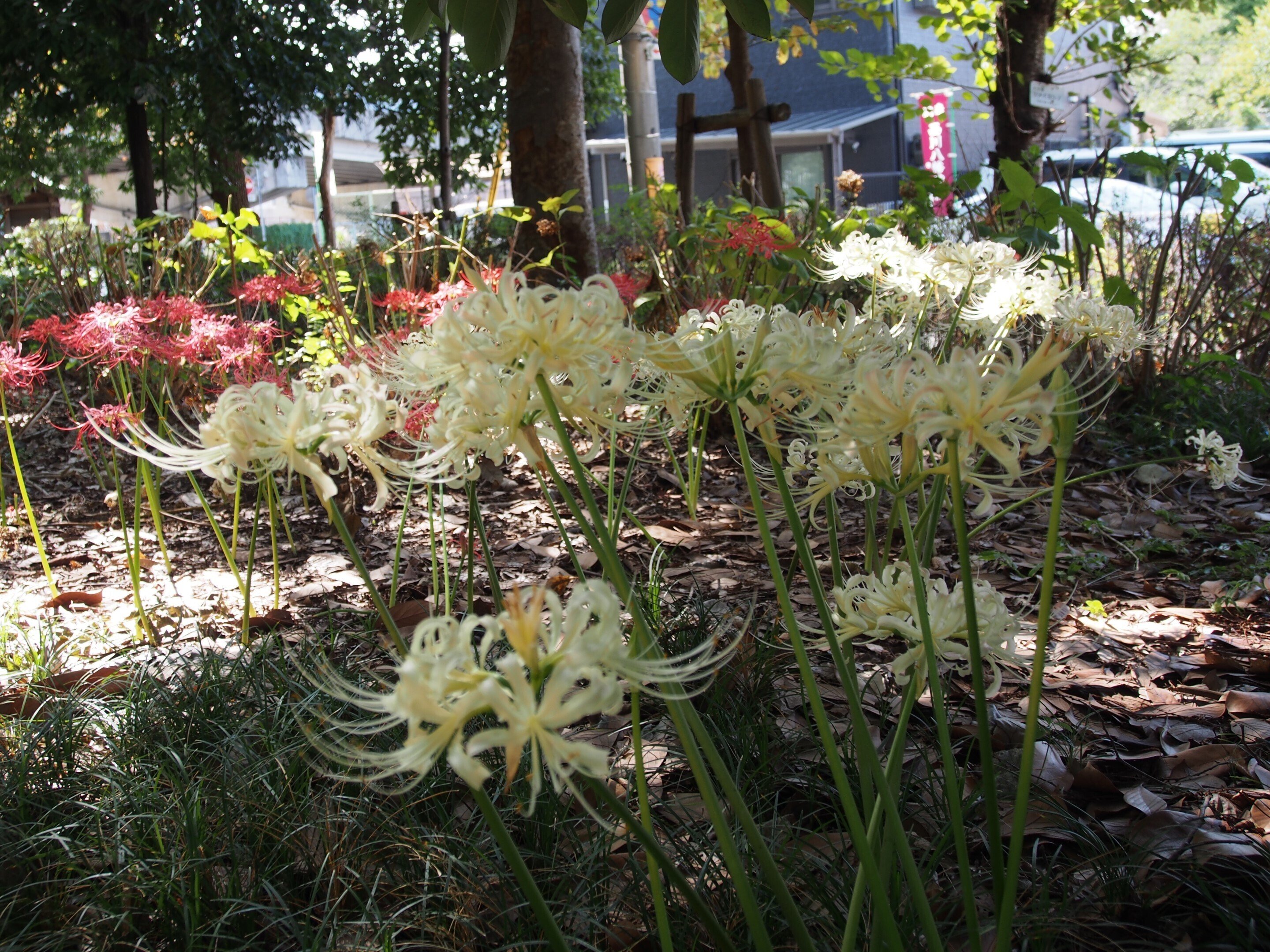 尼崎市 西川東公園2024年10月6日【彼岸花】｜レタス