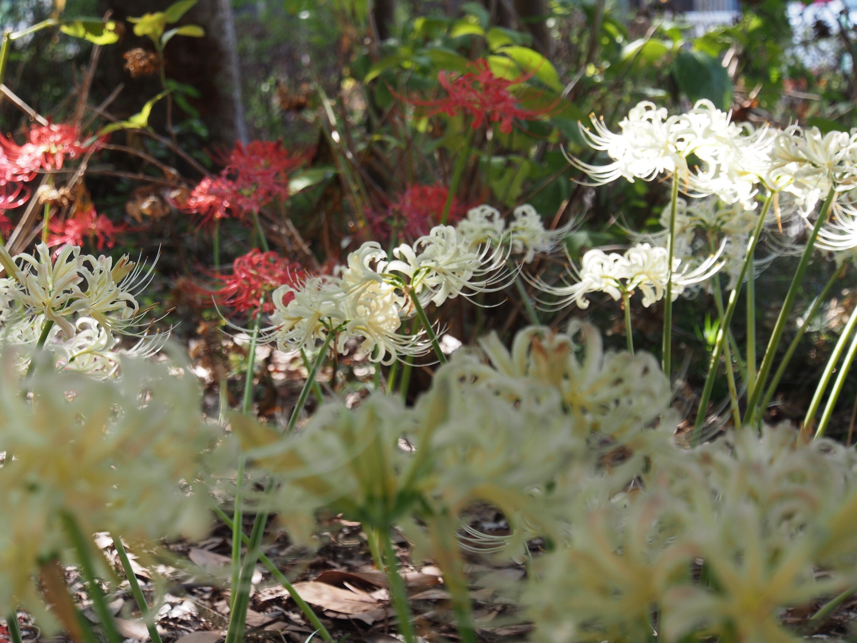 彼岸花 尼崎市 西川東公園2024年10月6日【彼岸花】｜レタス