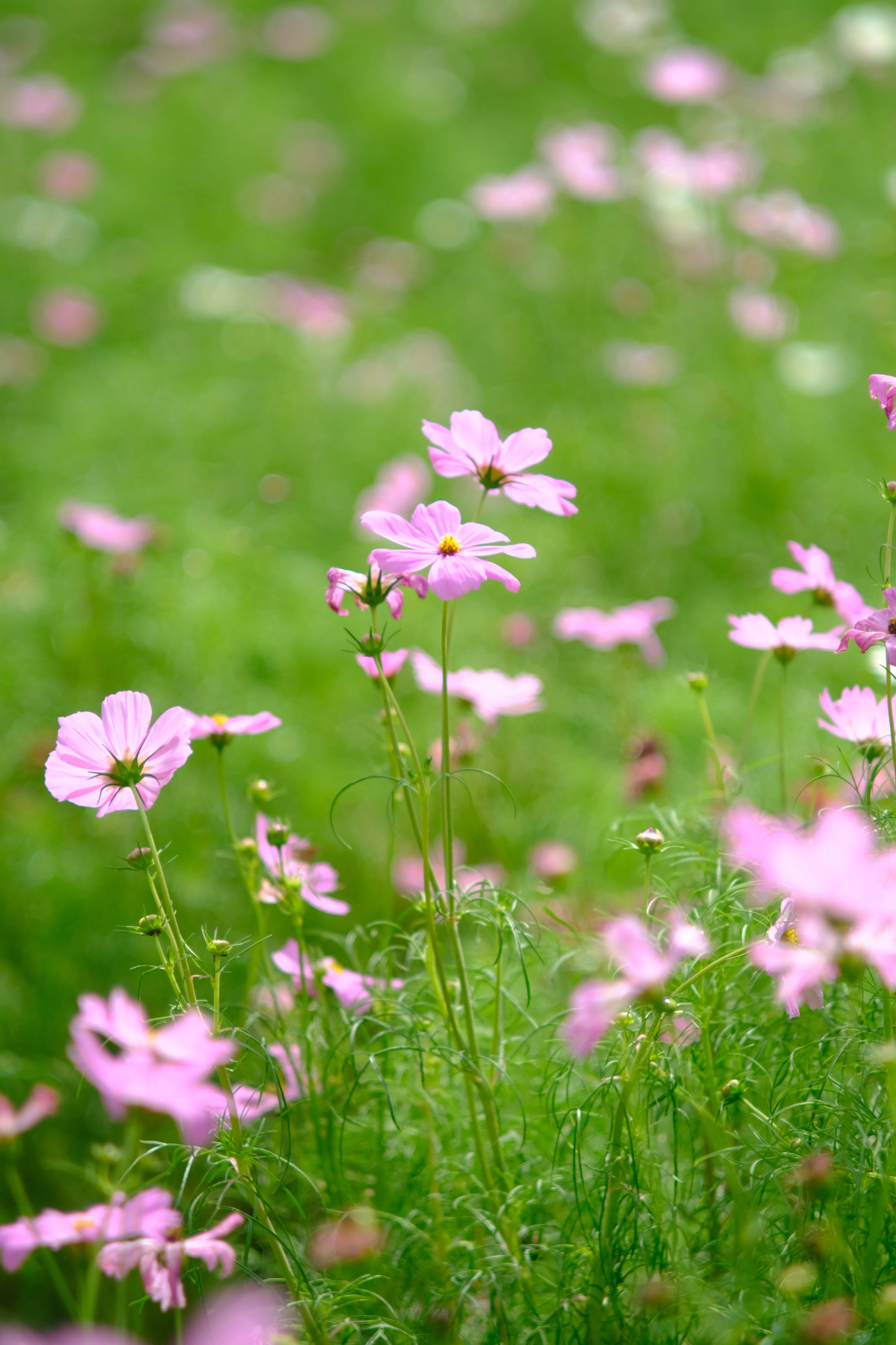オールドレンズ作例：Nikon Nikkor P.C 8.5cm F2｜あき＠写真好きYouTuber