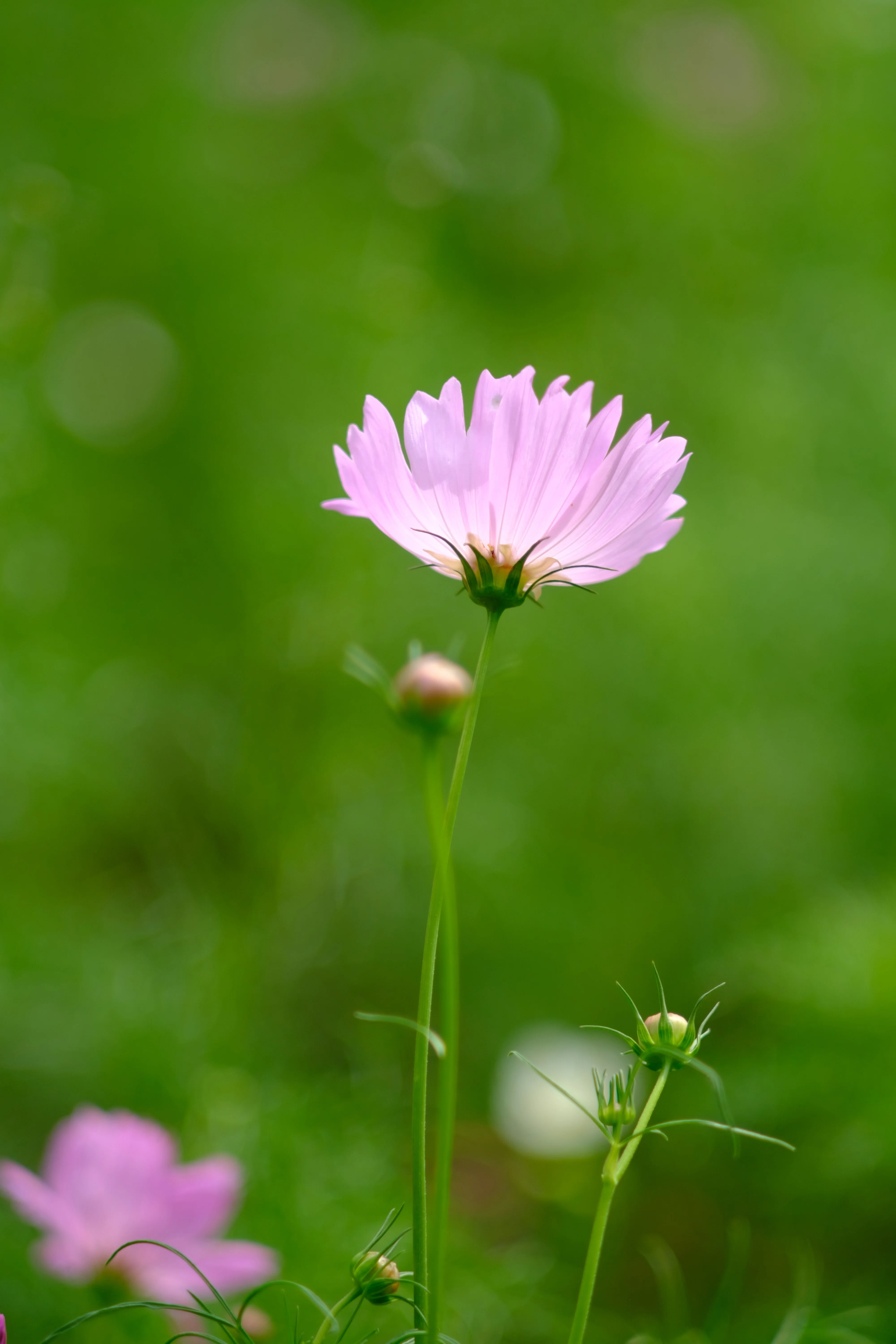 オールドレンズ作例：Nikon Nikkor P.C 8.5cm F2｜あき＠写真好きYouTuber