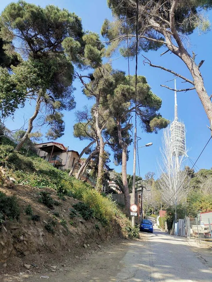 Collserola 山地を散歩 Paseo por Collserola - - 日本語とスペイン語の交流散歩｜Mundiñol Barcelona