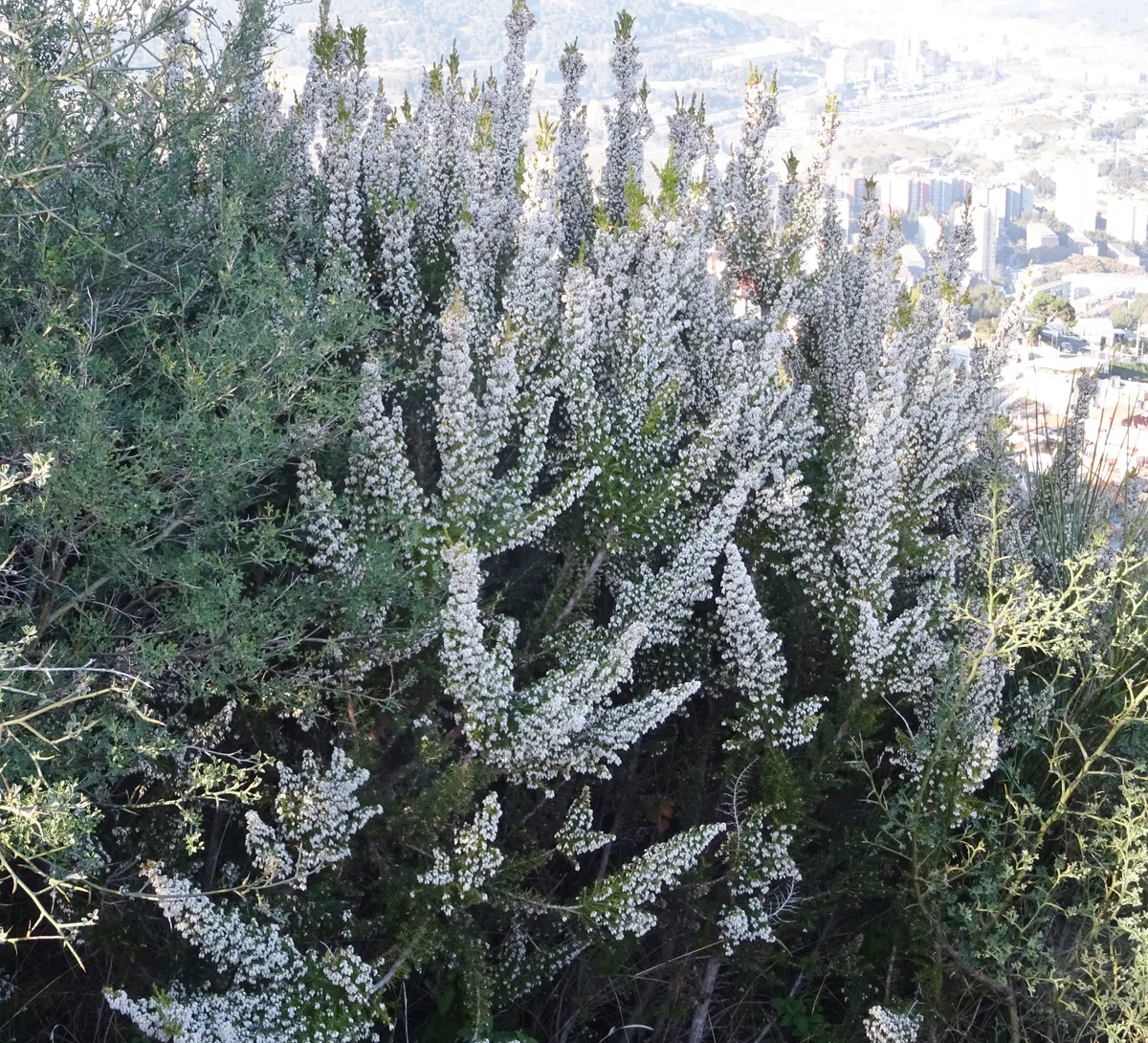 Collserola 山地を散歩 Paseo por Collserola - - 日本語とスペイン語の交流散歩｜Mundiñol Barcelona