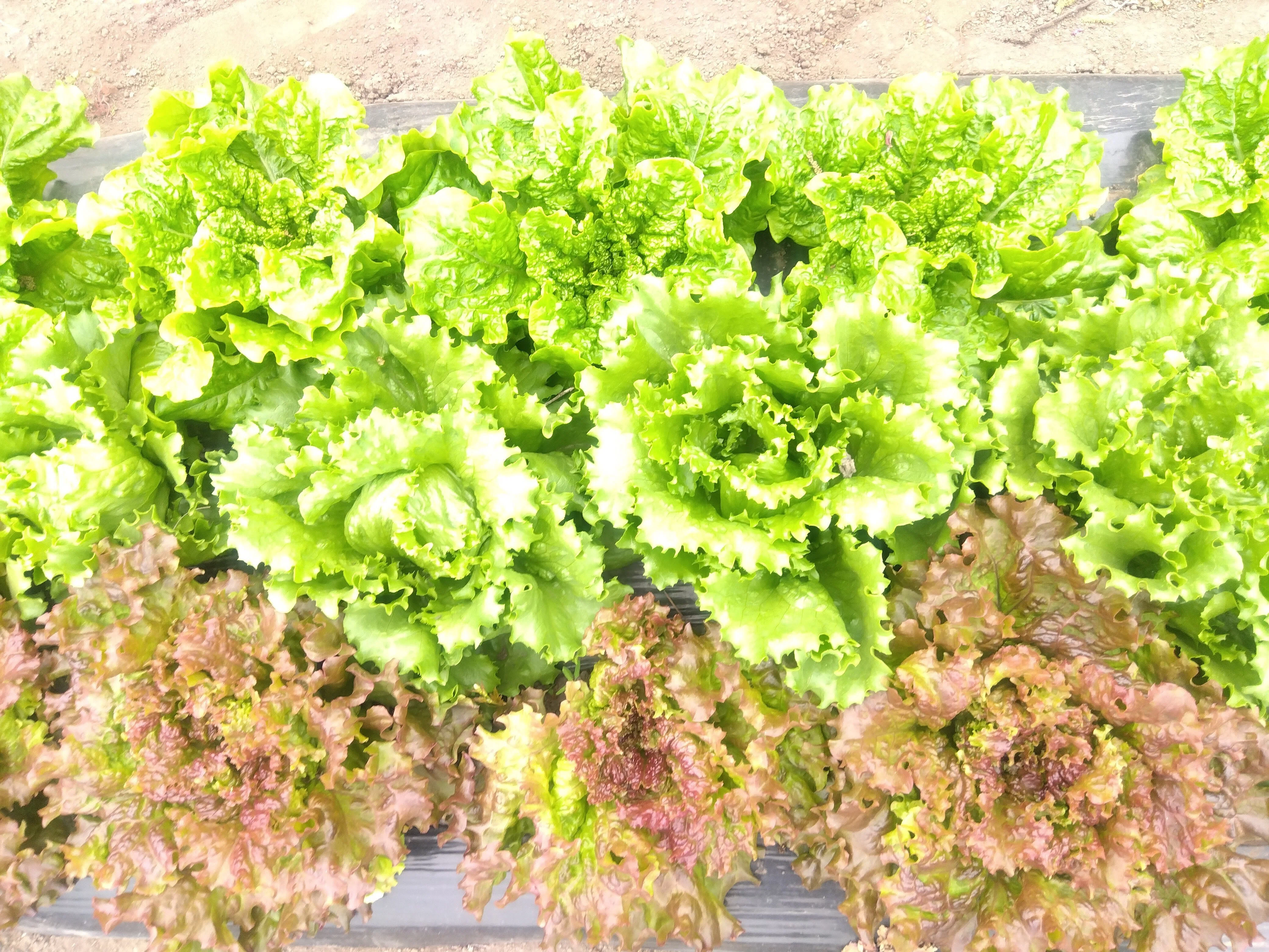 フラワー・リース sunny lettuce フラワー・リース sunny lettuce Amazon.co.jp: Japanese Sunny