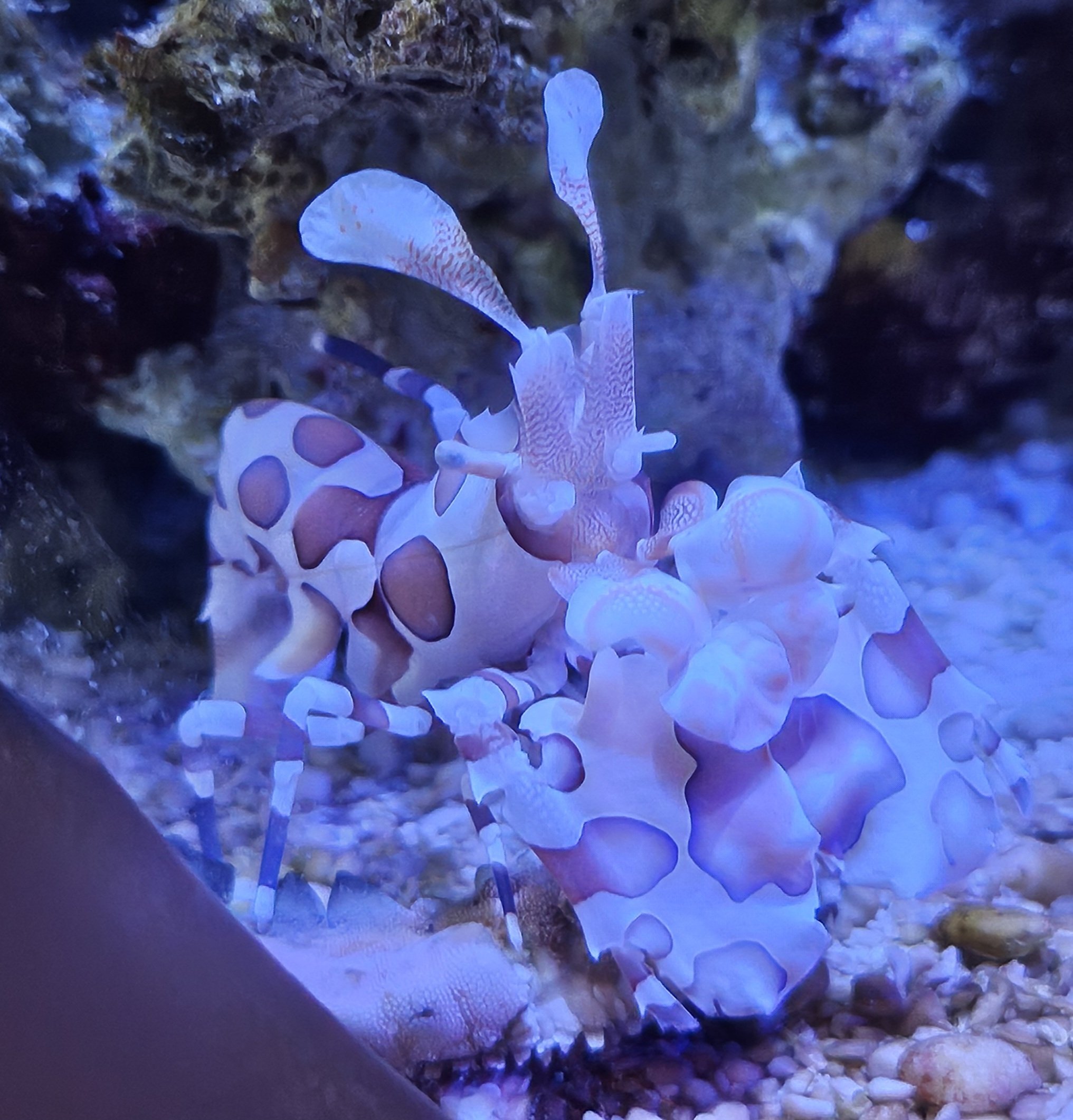 全国水族館の旅【47】すさみ町立エビとカニの水族館｜美原さつき