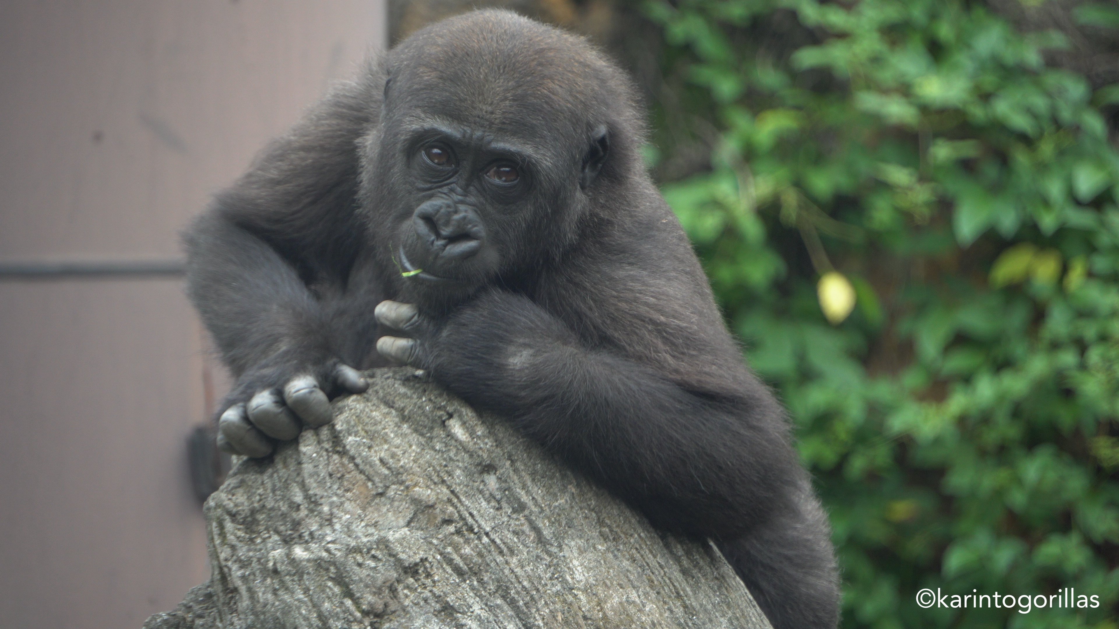 Ueno Zoo 202409wk5｜Zoos For Conservation