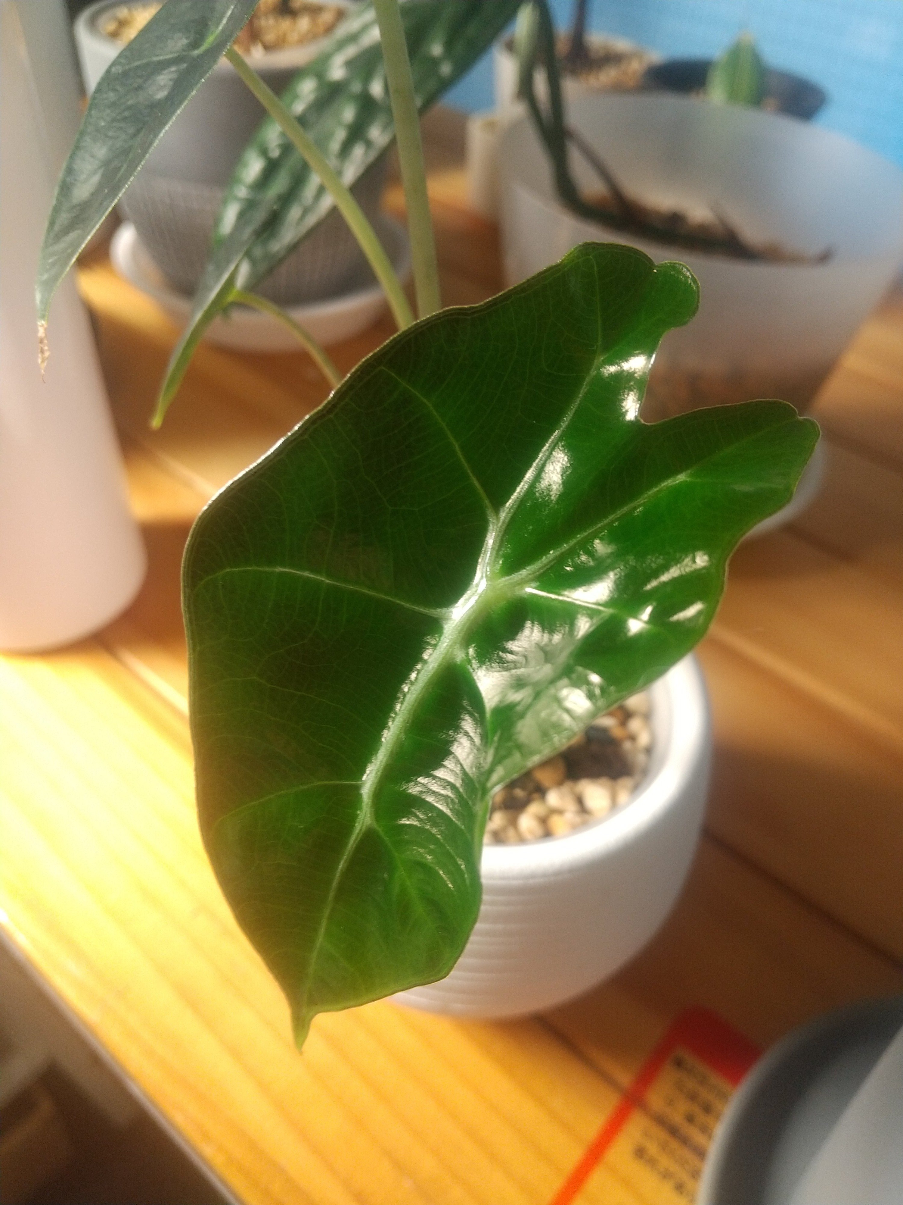 ご無沙汰しすぎ】アロカシアさん、なかなか難しいねぇ｜micyu