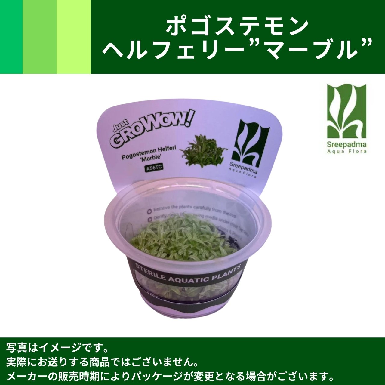 育てる水草（S）（3～9月限定）（24個入） | その他（Other