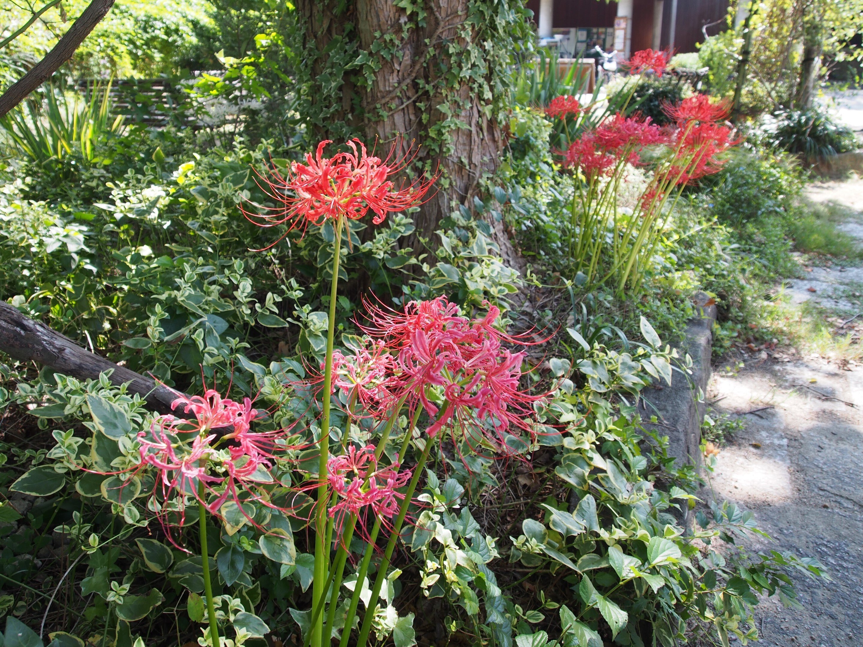 彼岸花　2024WS公認球２個セット 彼岸花のお話 | NEWS・EVENT | NEWS・EVENT・ブログ | 和菓子