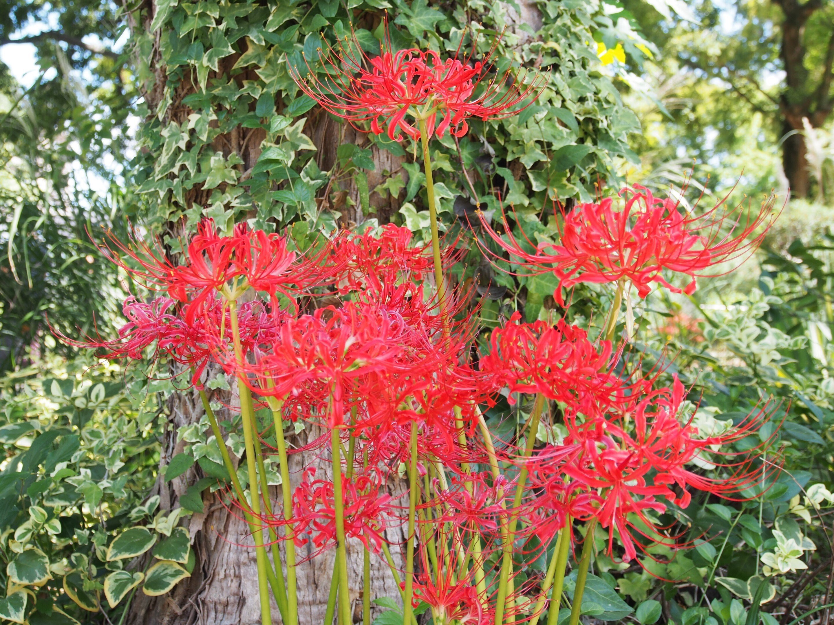 尼崎市 上坂部西公園2024年10月6日【彼岸花】｜レタス