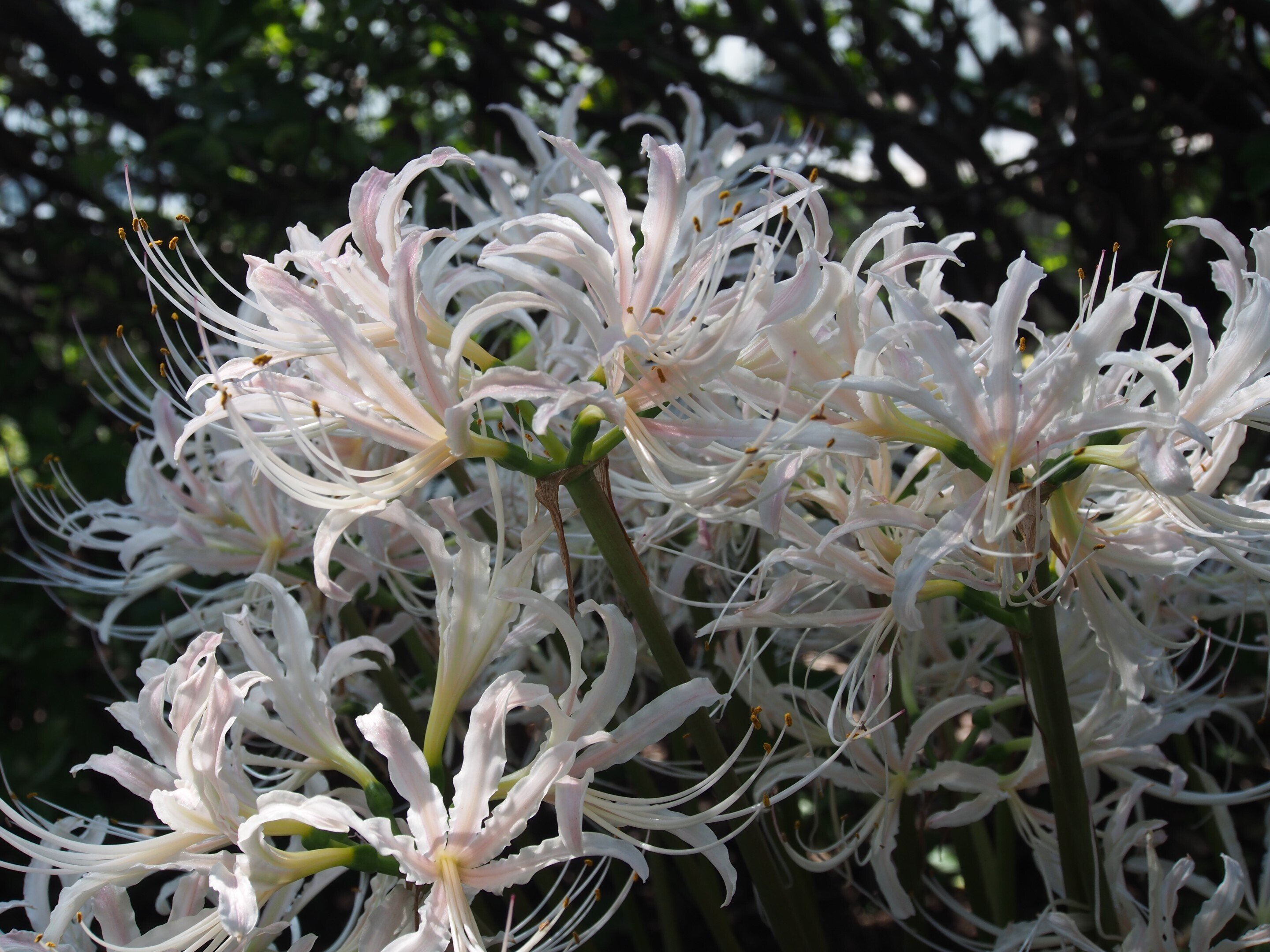 彼岸花　2024WS公認球２個セット 彼岸花 2024WS公認球2個セット 彼岸花 2024WS公認球2個セット 彼岸花