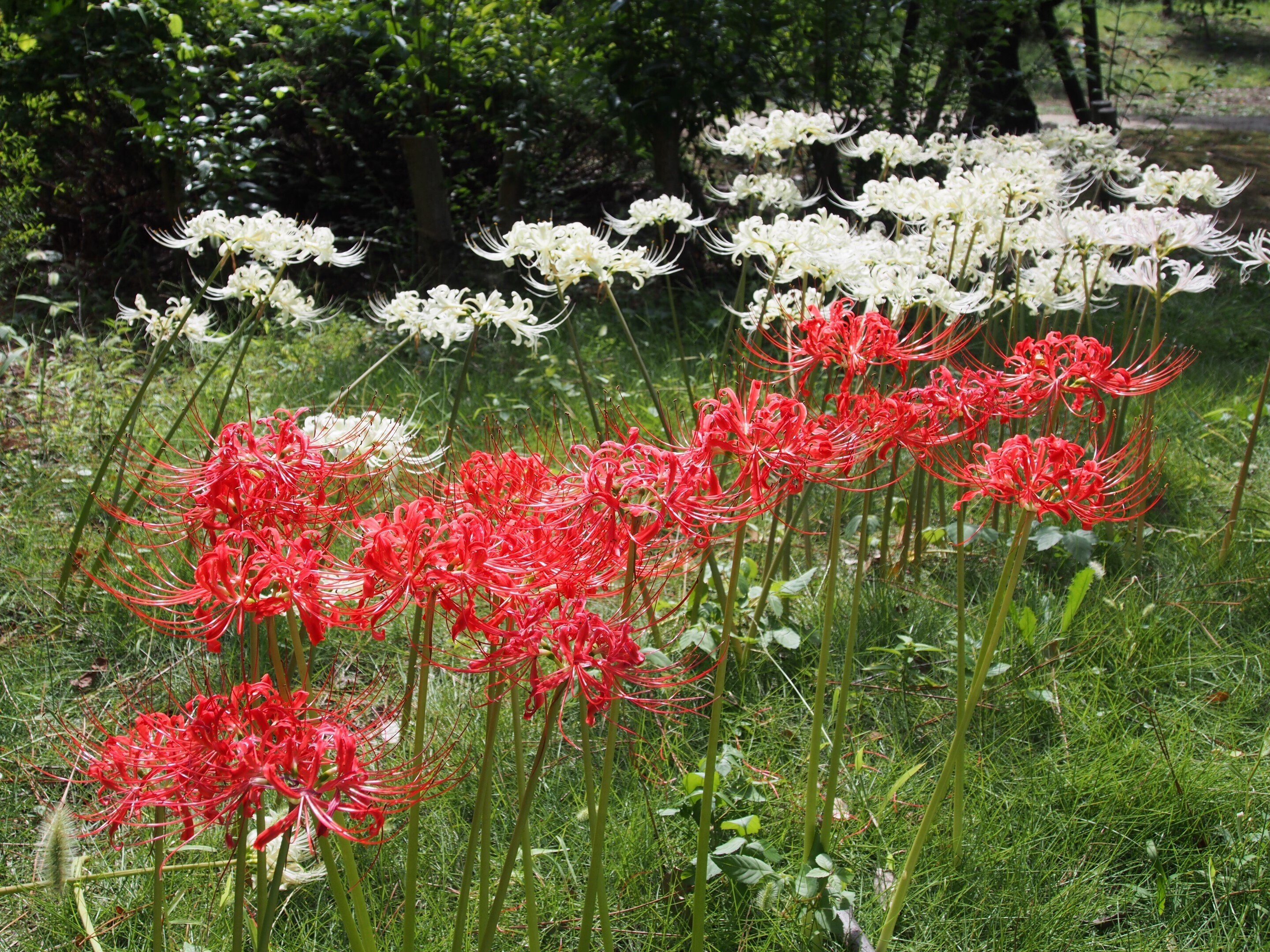 尼崎市 上坂部西公園2024年10月6日【彼岸花】｜レタス