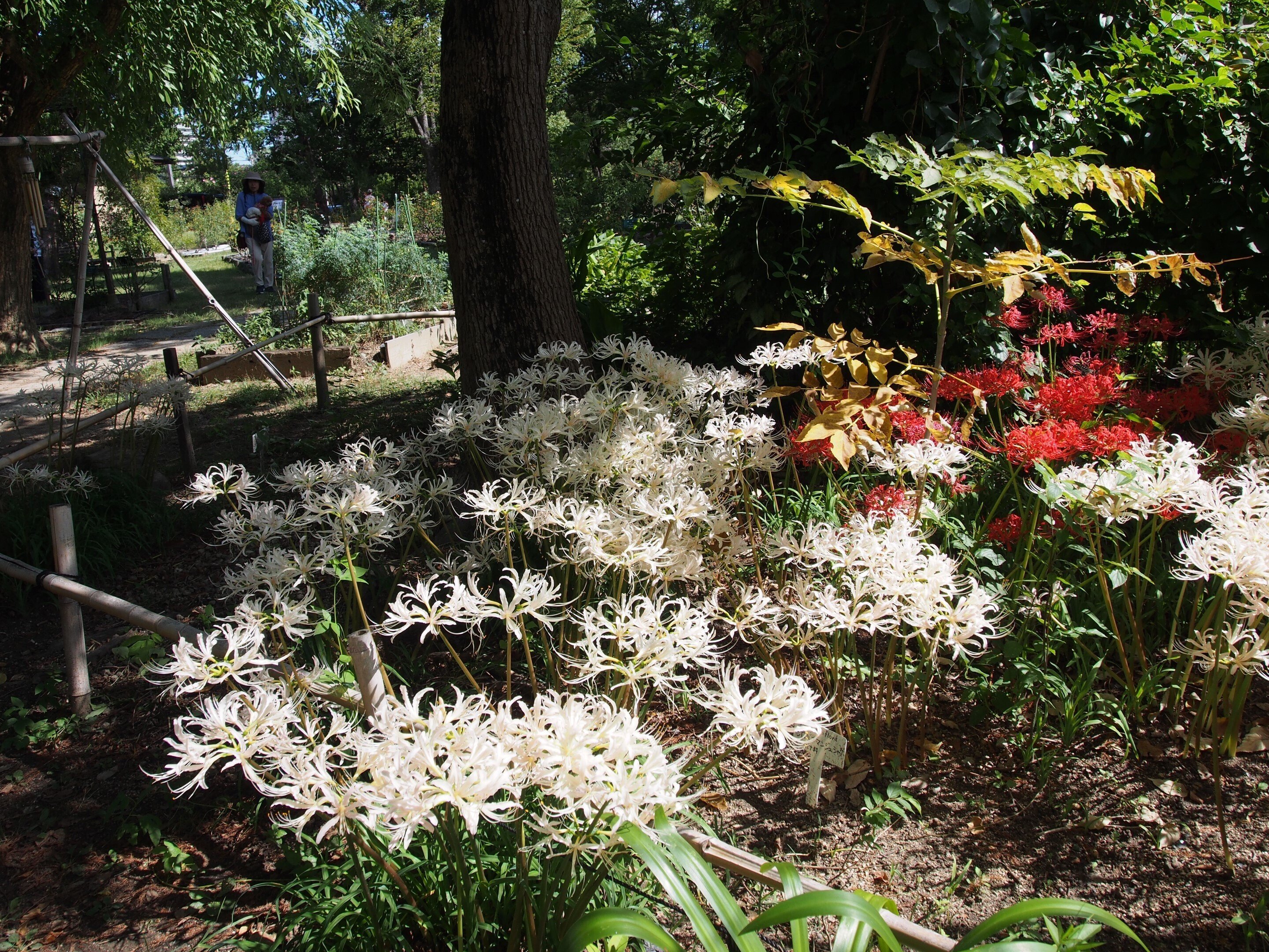 尼崎市 上坂部西公園2024年10月6日【彼岸花】｜レタス