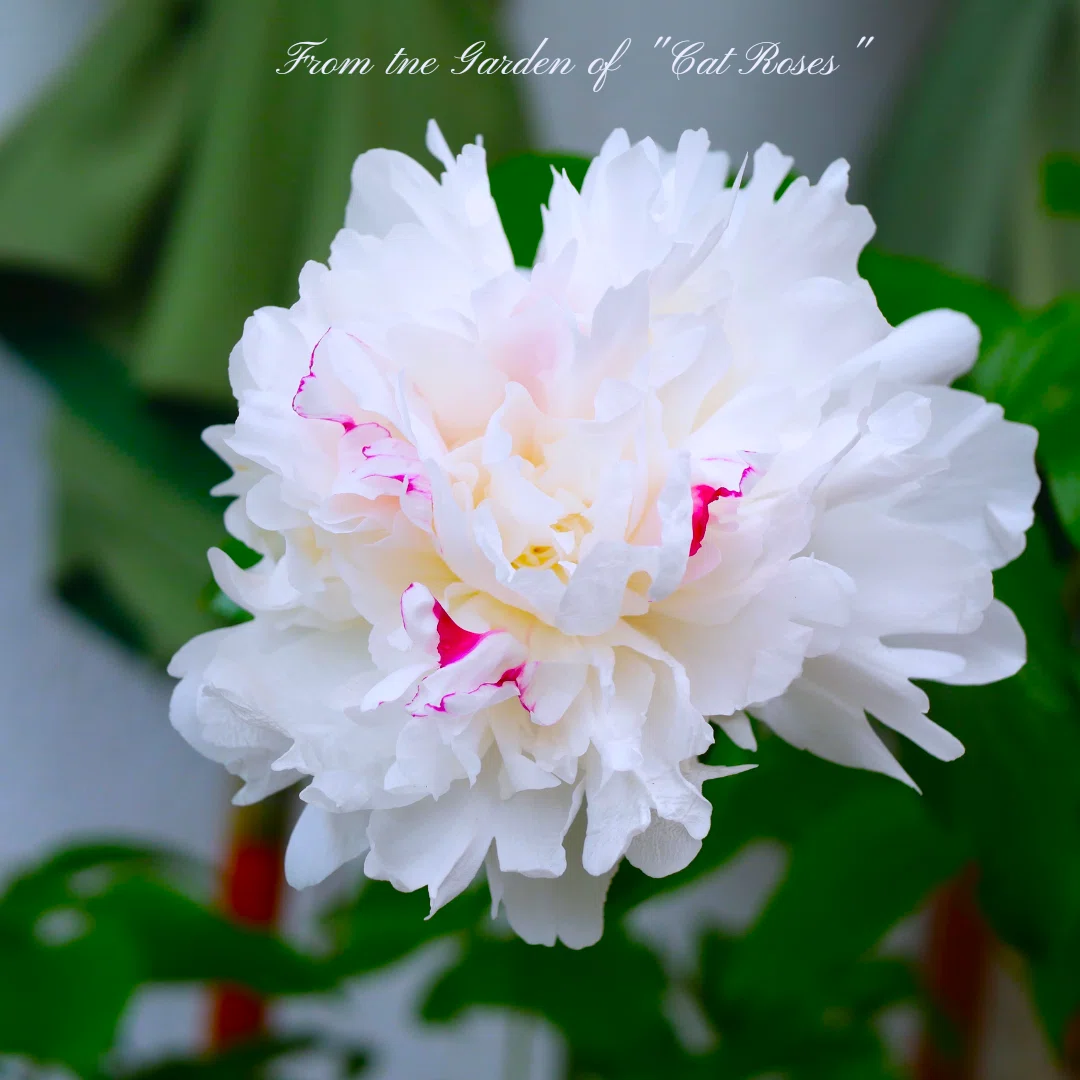 芍薬のお手入れの季節｜Cat rose 「ガーデニングブログ Cat Roseの庭より」