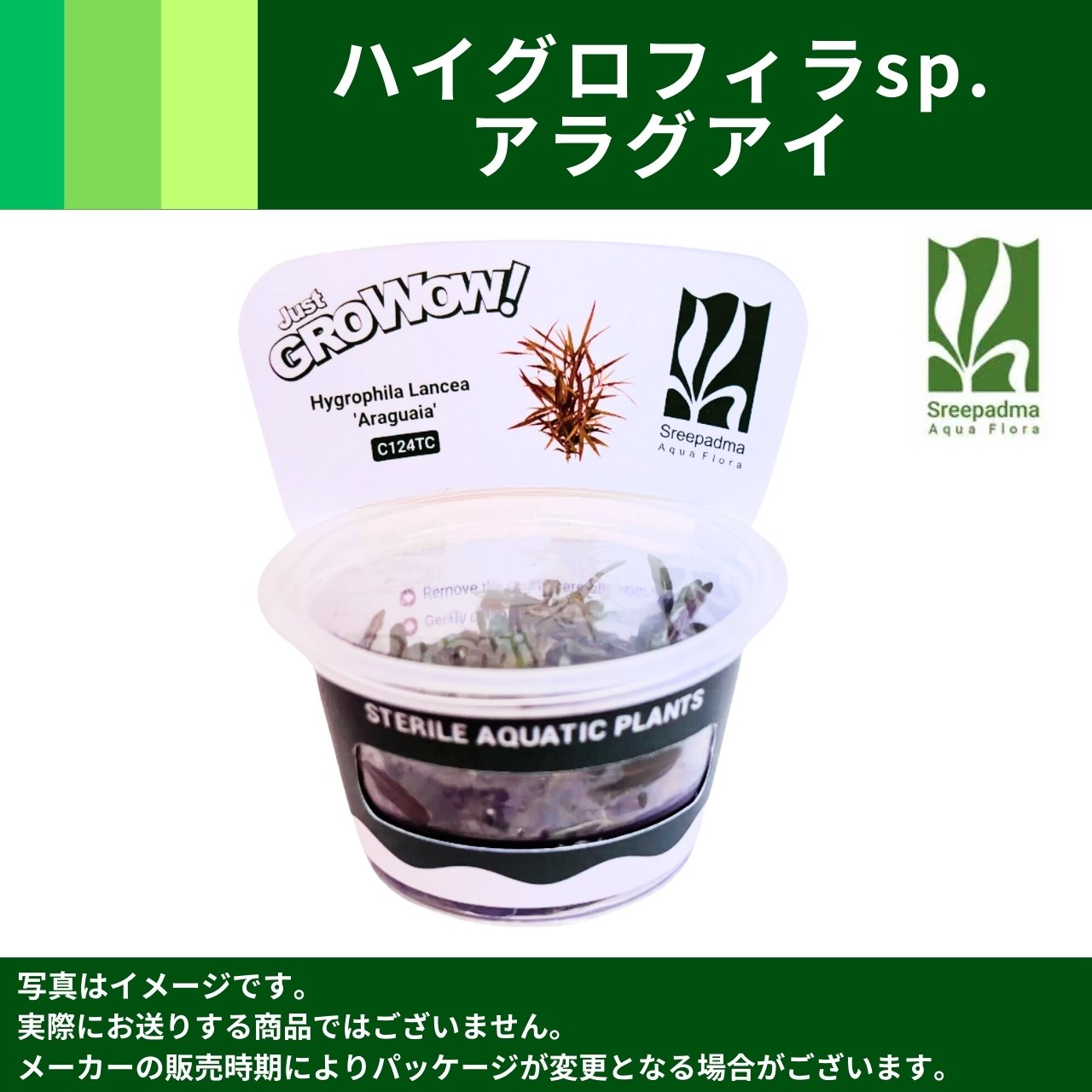 ホシクサsp.キンバリーナロー 1株　直径約10cm Yahoo!オークション - ホシクサsp.キンバリーナロー 水中株 水草