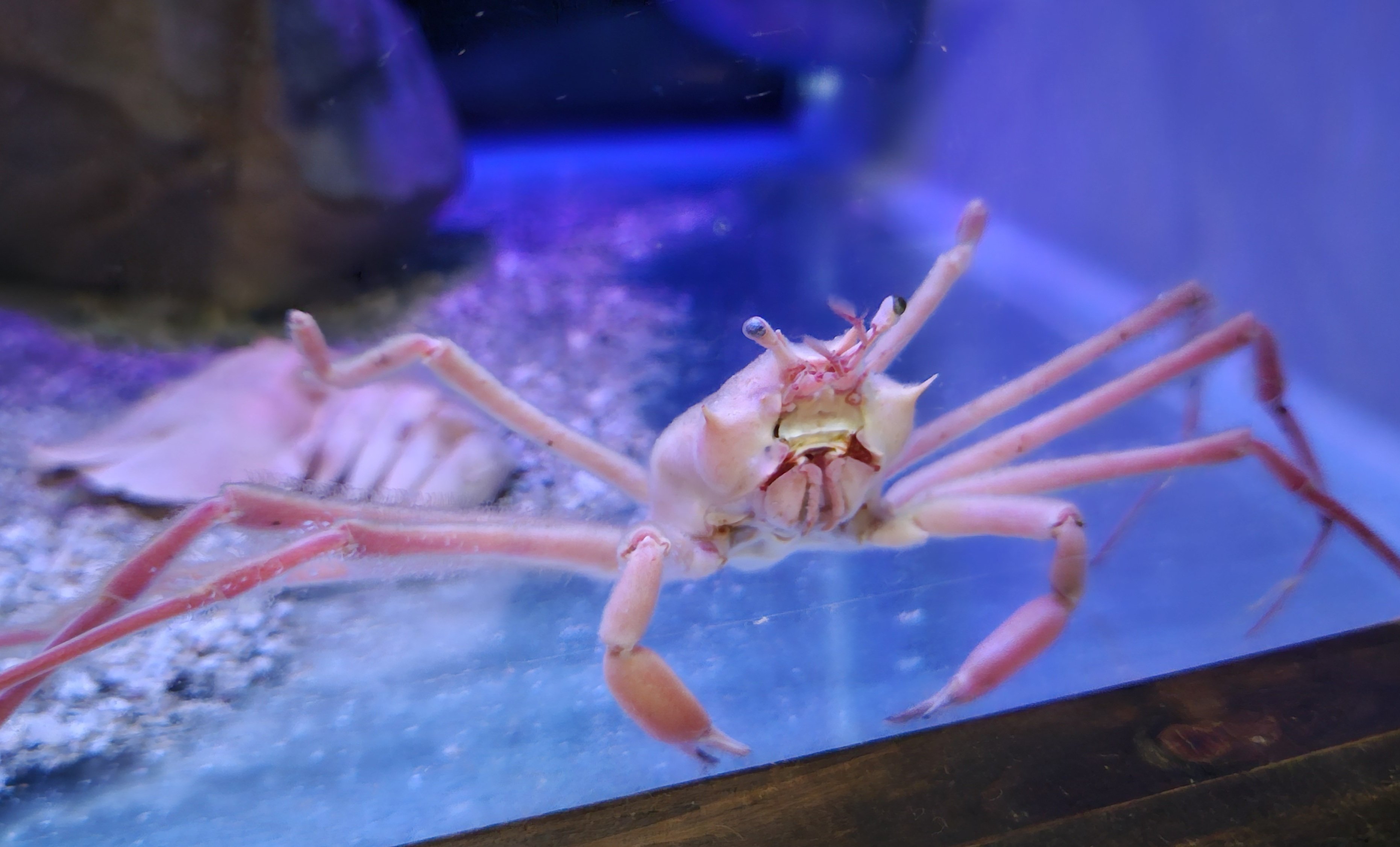 全国水族館の旅【47】すさみ町立エビとカニの水族館|美原さつき 全国水族館の旅【47】すさみ町立エビとカニの水族館|美原さつき