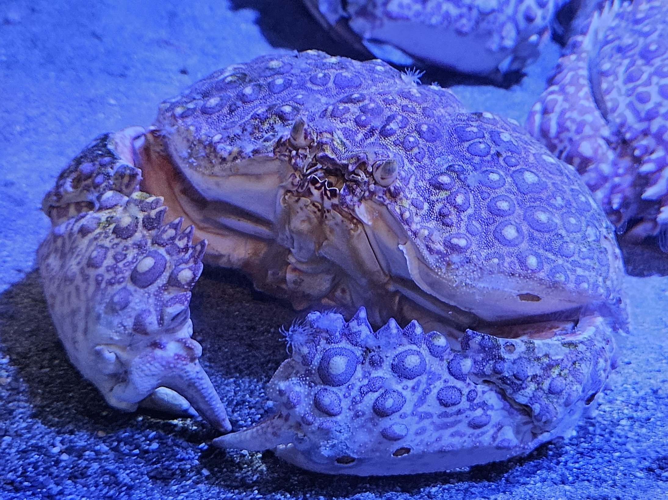 全国水族館の旅【47】すさみ町立エビとカニの水族館|美原さつき 全国水族館の旅【47】すさみ町立エビとカニの水族館|美原さつき