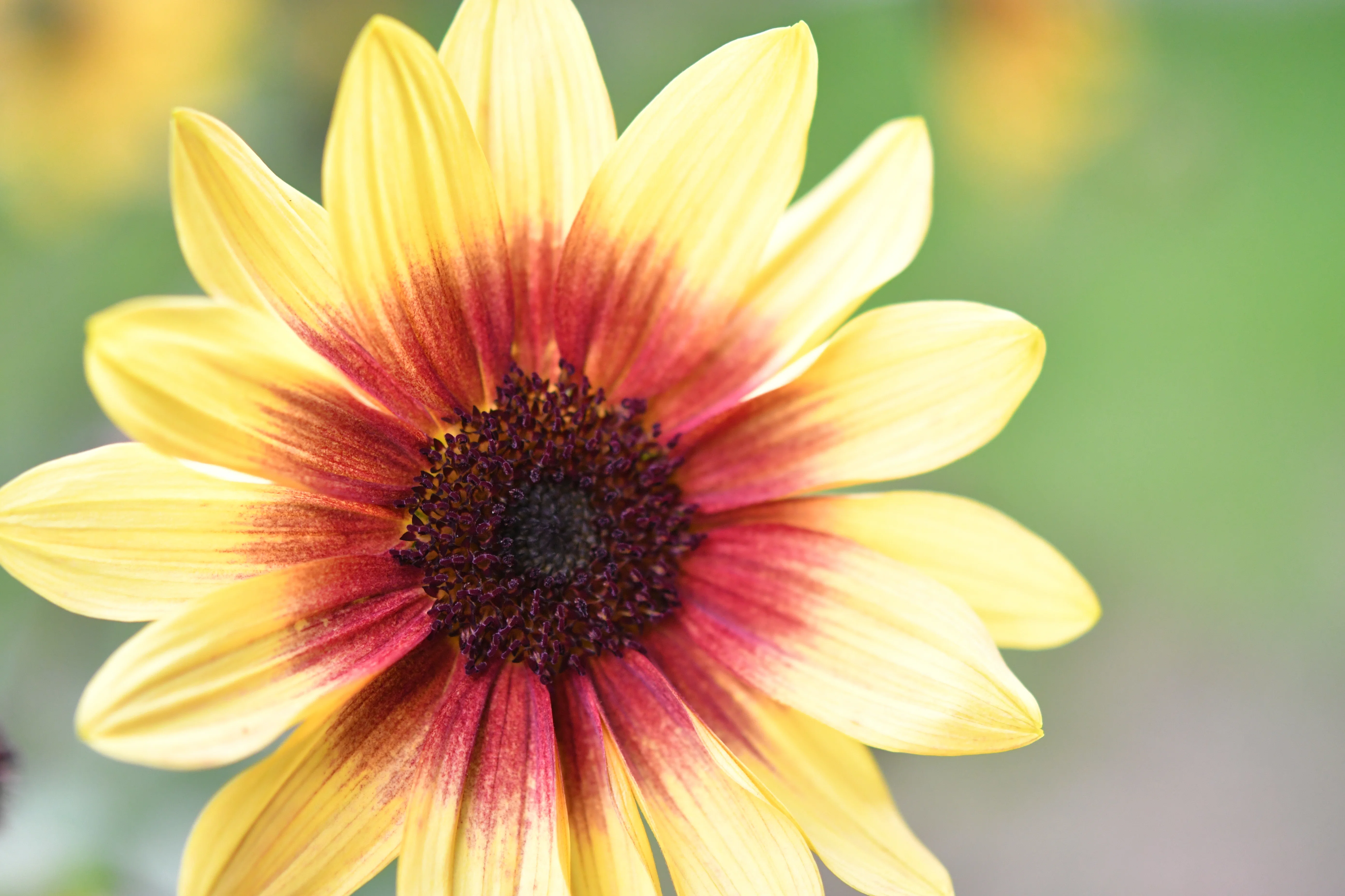 D500】AF-S Micro NIKKOR 60mm f/2.8G ED で庭のお花｜No.54