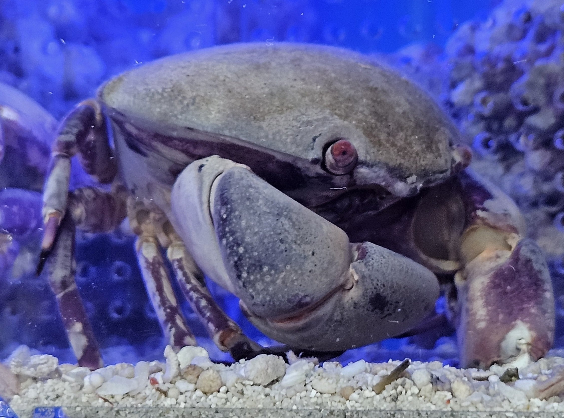 全国水族館の旅【47】すさみ町立エビとカニの水族館|美原さつき 全国水族館の旅【47】すさみ町立エビとカニの水族館|美原さつき