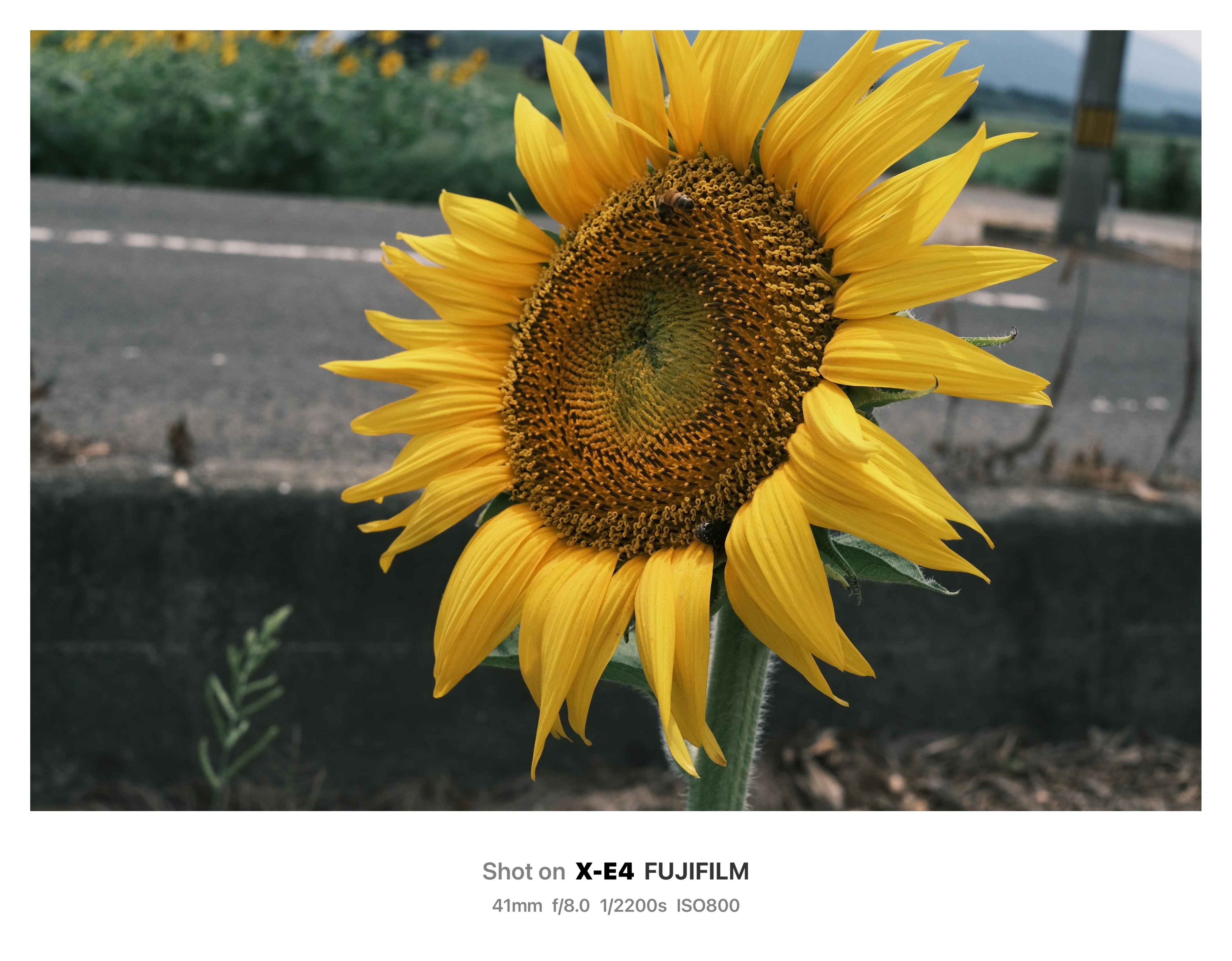 50 📷 X-E4 写真｜Ynofilm
