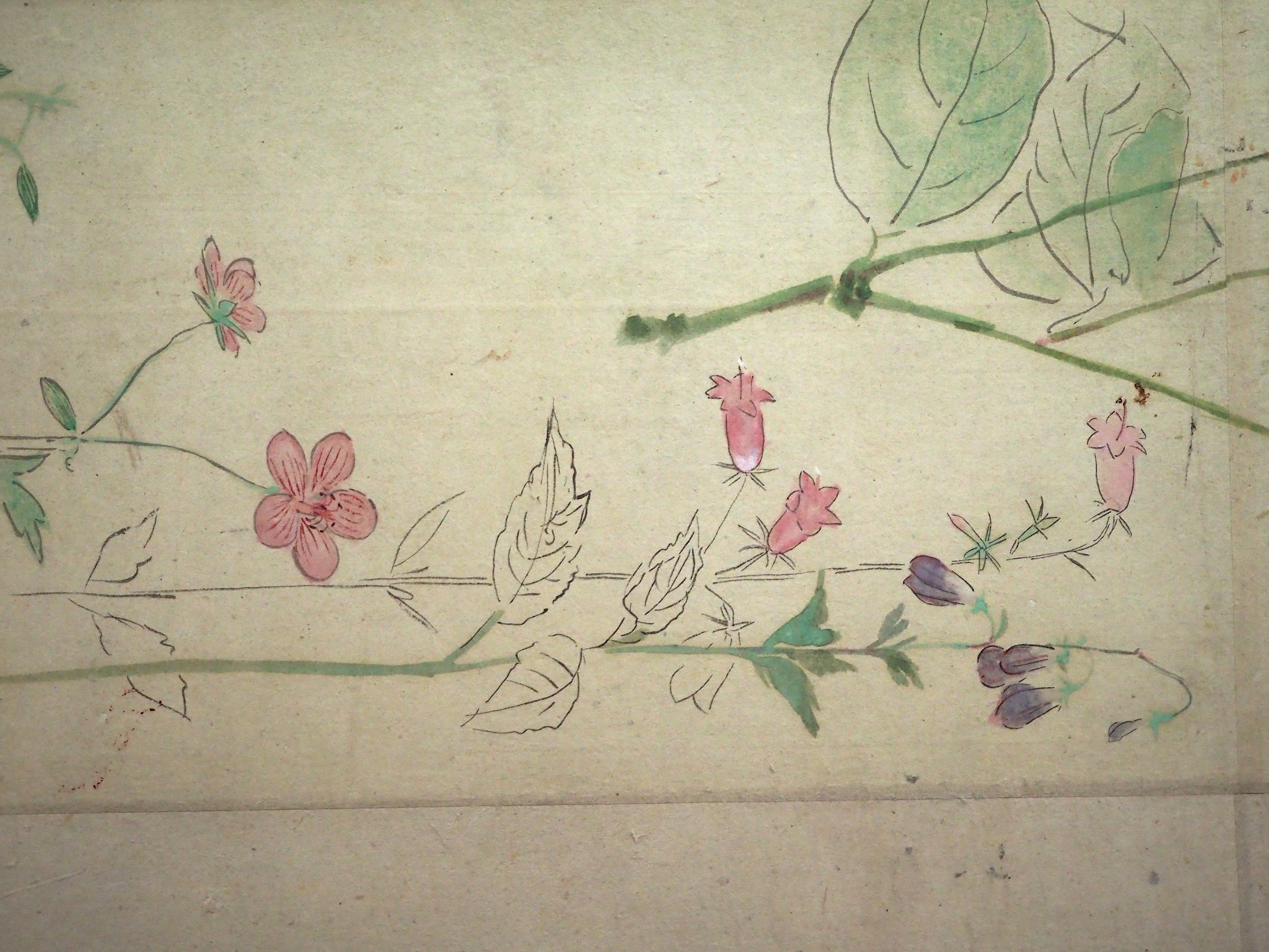 狩野探幽がくつろぎながら描いた“秋”……《草花写生図巻》@トーハク