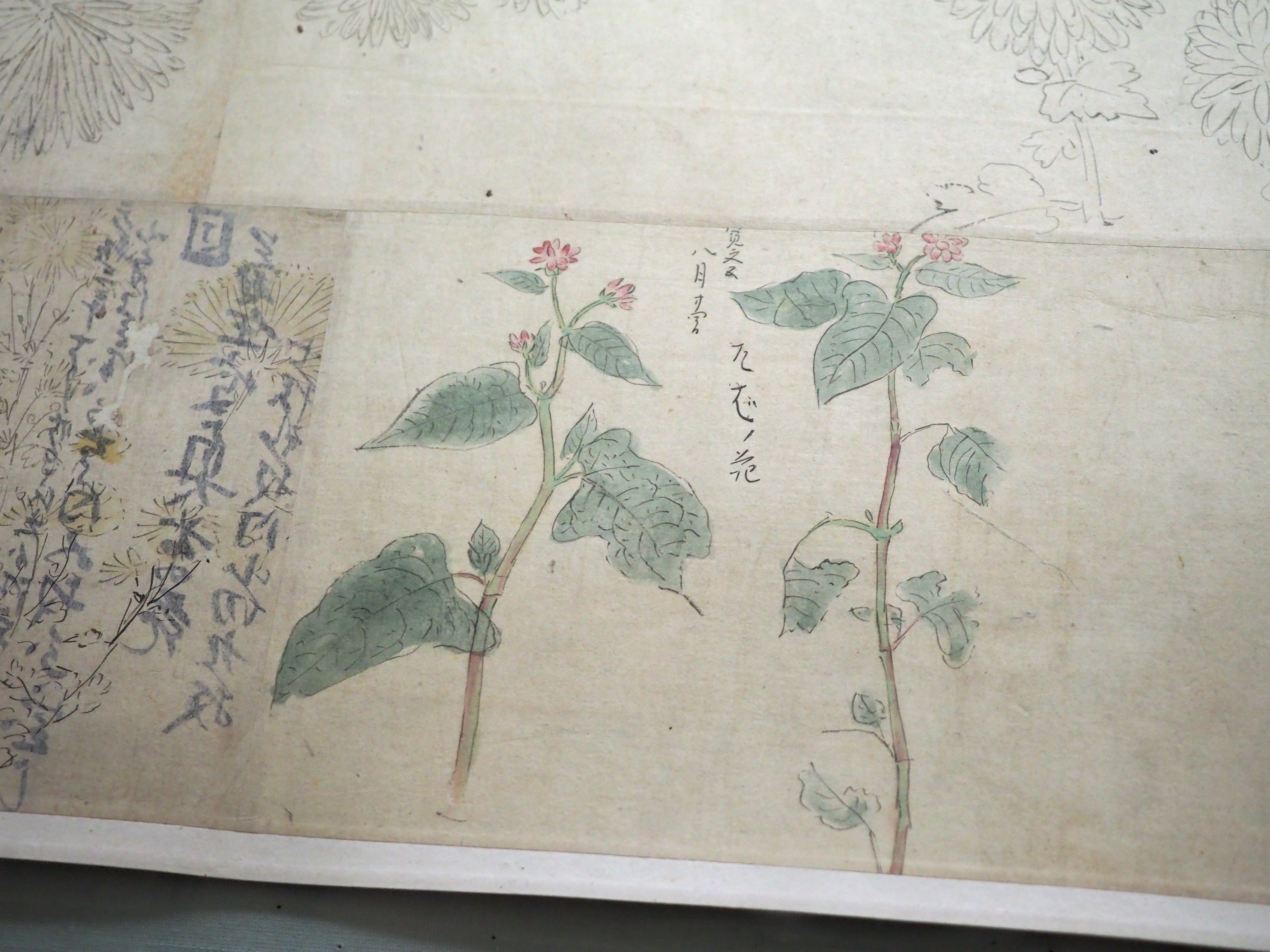 狩野探幽がくつろぎながら描いた“秋”……《草花写生図巻》@トーハク