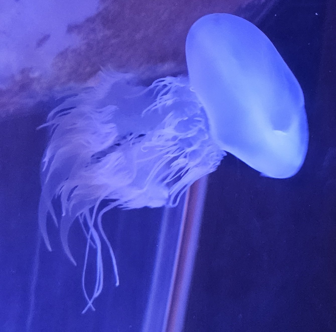 全国水族館の旅【47】すさみ町立エビとカニの水族館｜美原さつき