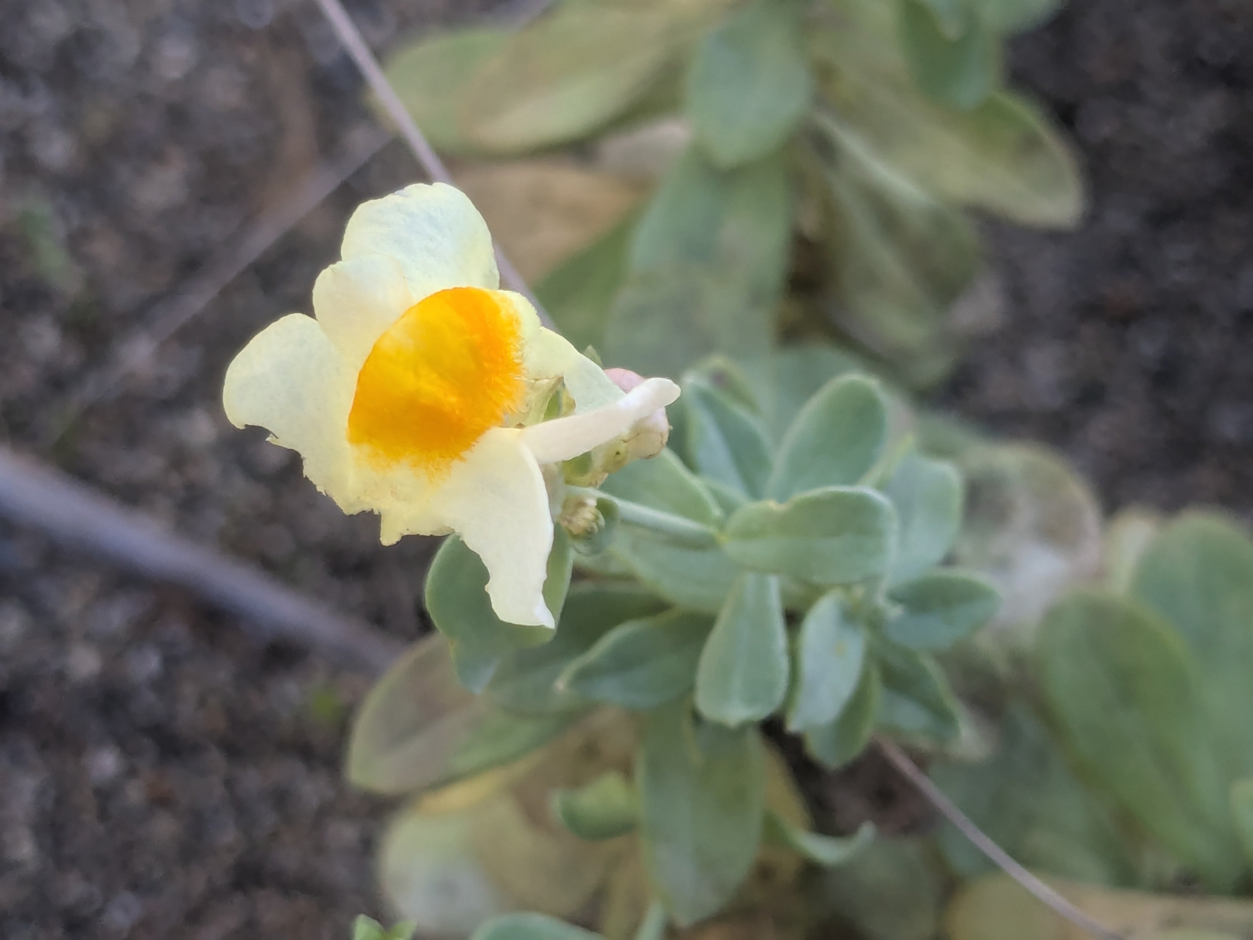 蘭様　　琉球*海花のたね④ お花の開花情報】📷5/1 花巡りの丘と花竜の道の「ネモフィラ」は