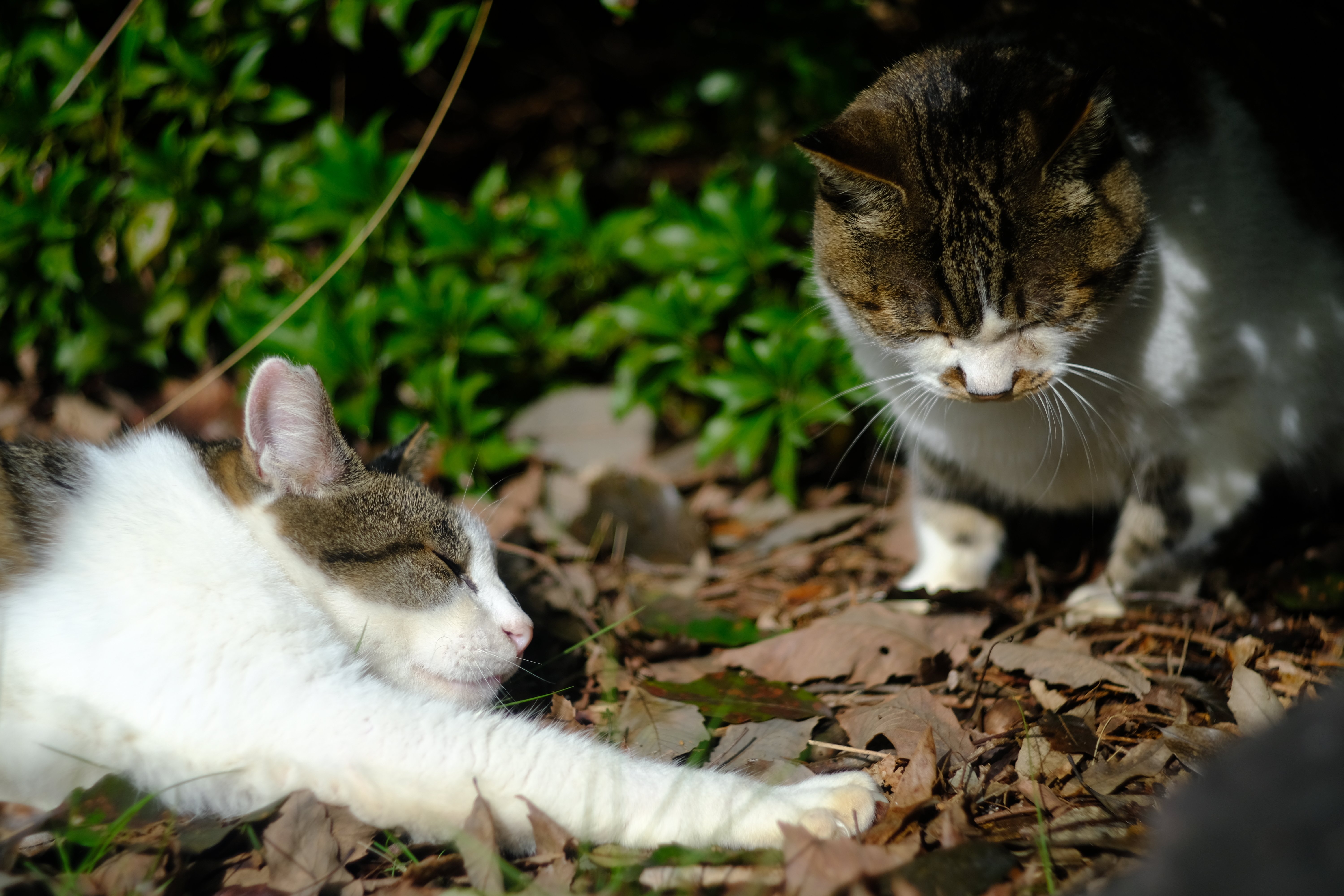 Canon 50mm F1.2 L39 作例あり Canon 50mm F1.2(L39)の開放F1.2〜F22の作例比較 HD 1080p - YouTube