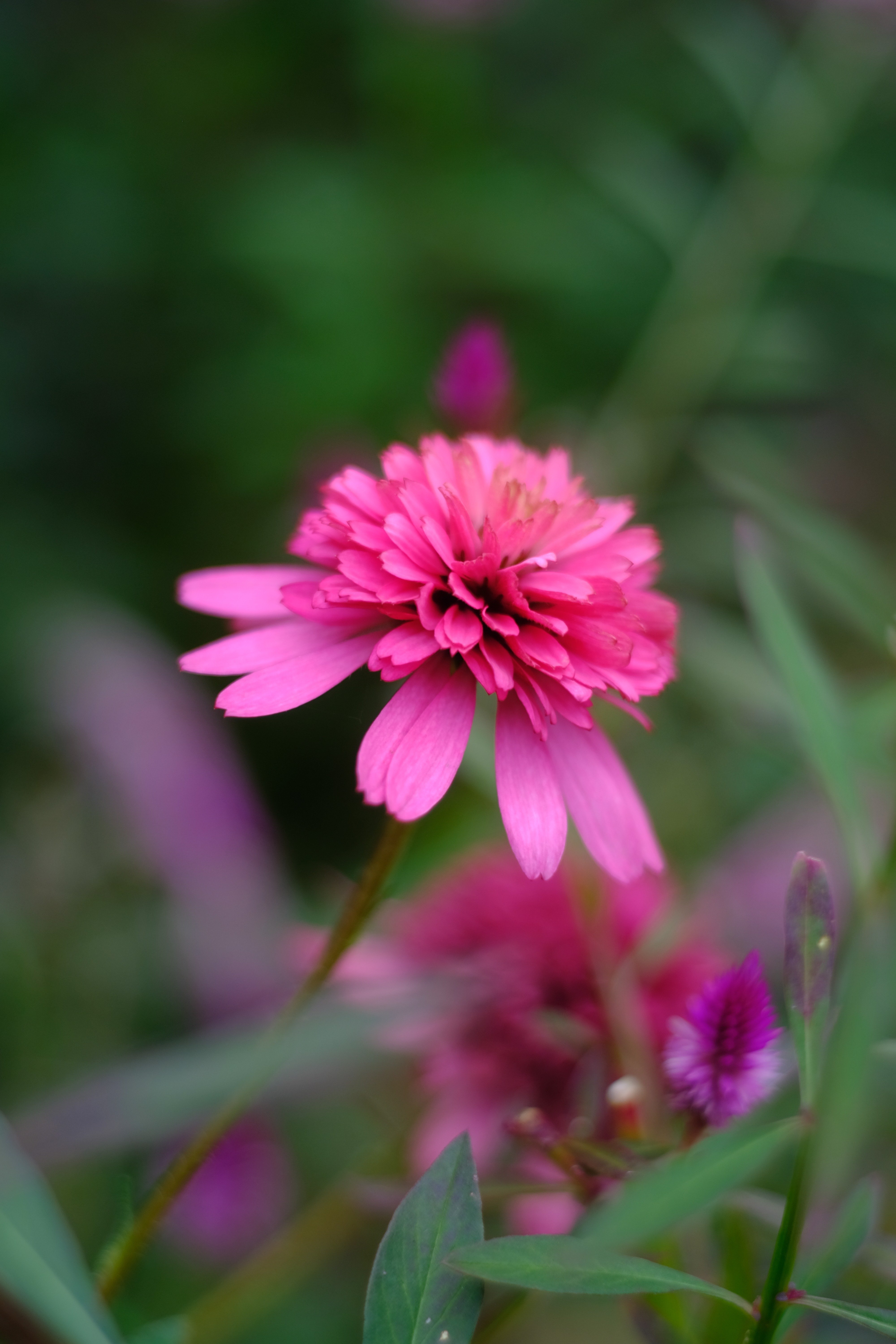 オールドレンズさんぽ：Canon 50mm F1.8 L39｜あき＠写真好き