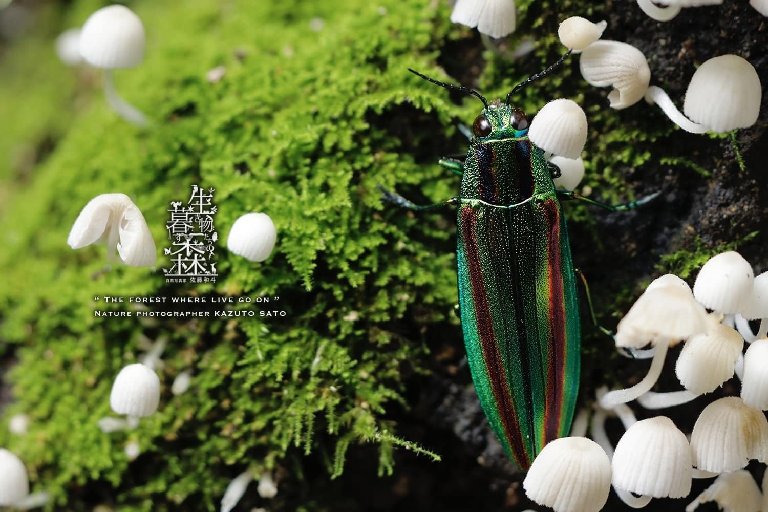 生き物たちの暮す森｜No.011「ヤマトタマムシ」｜佐藤和斗 KAZUTO