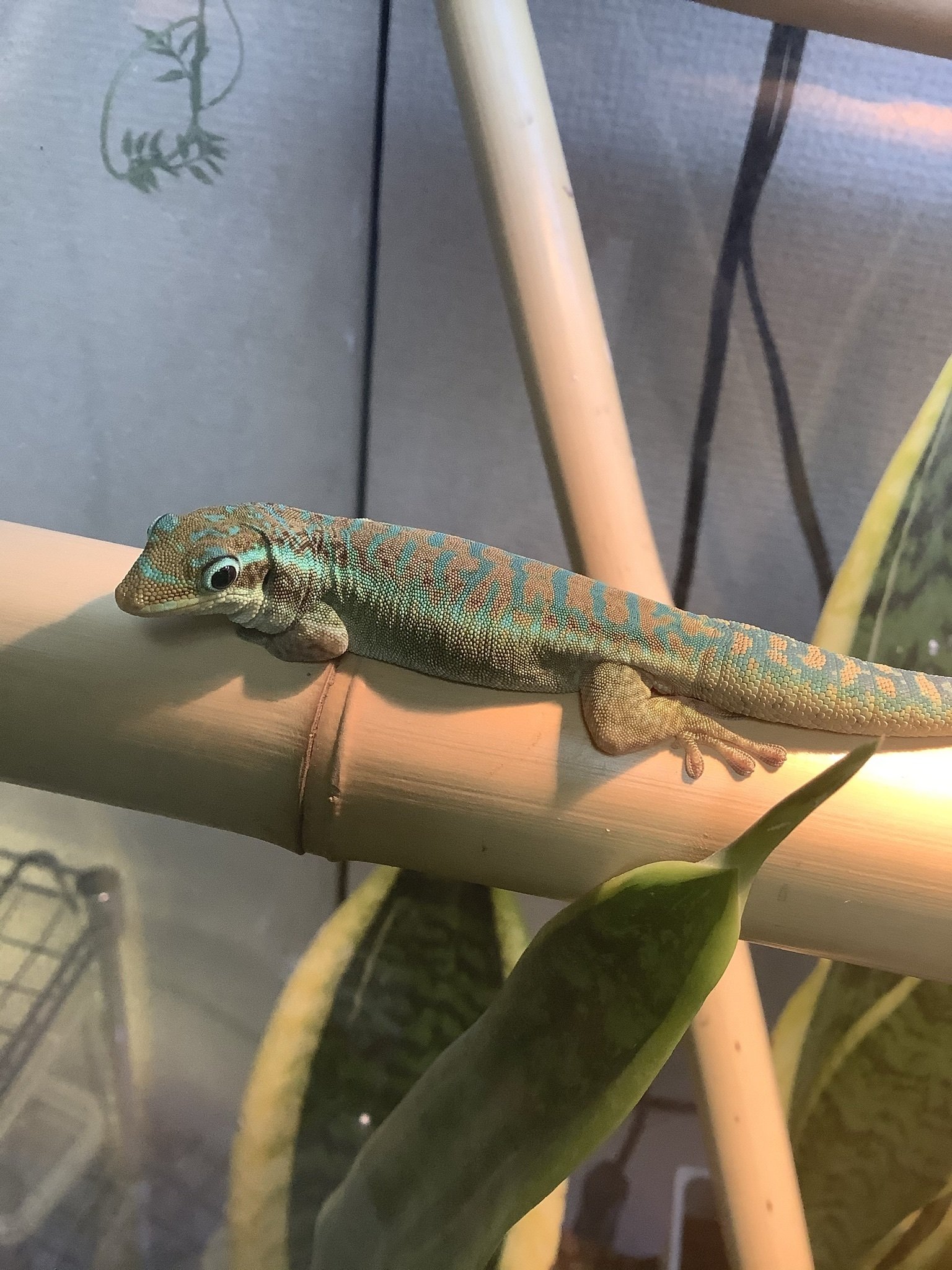 ヒルヤモリの飼育繁殖図鑑 day gecko Phelsuma，Lygodactylus