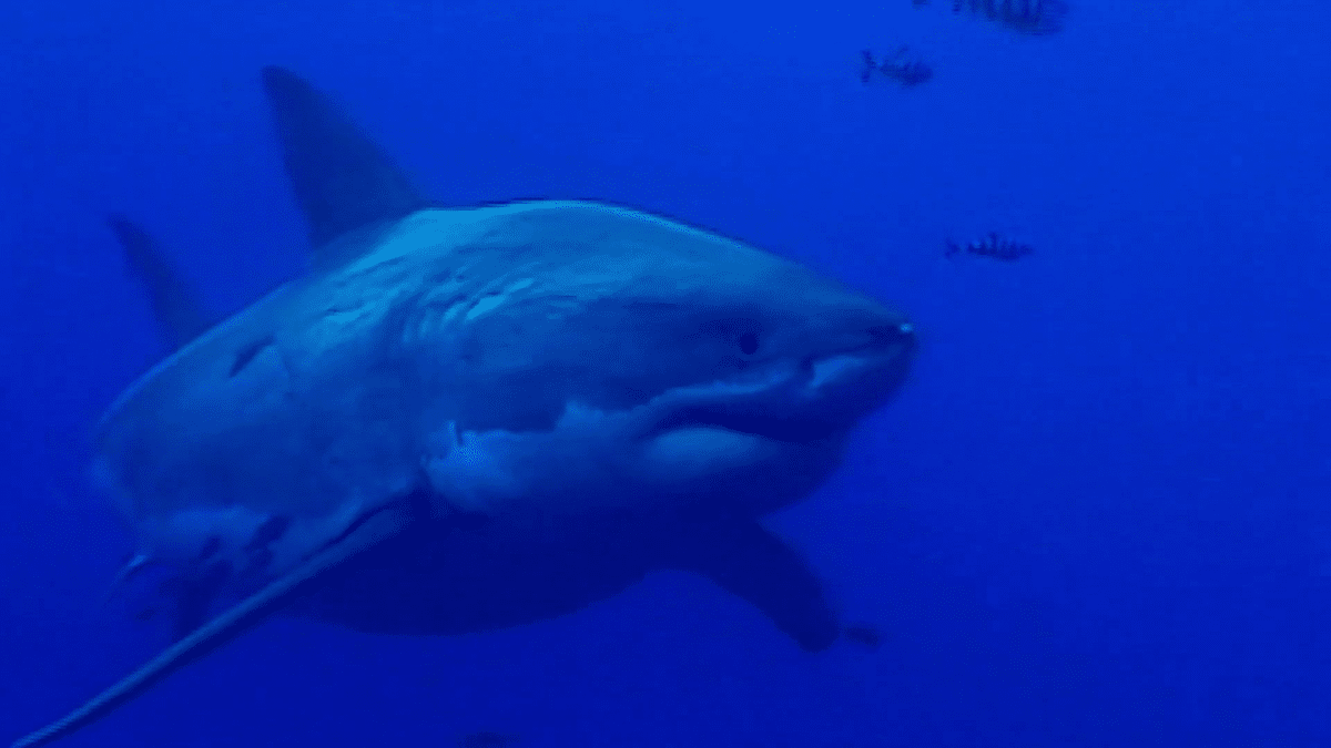 日本未公開サメ映画⑬「90210 Shark Attack」｜鮫サメ子