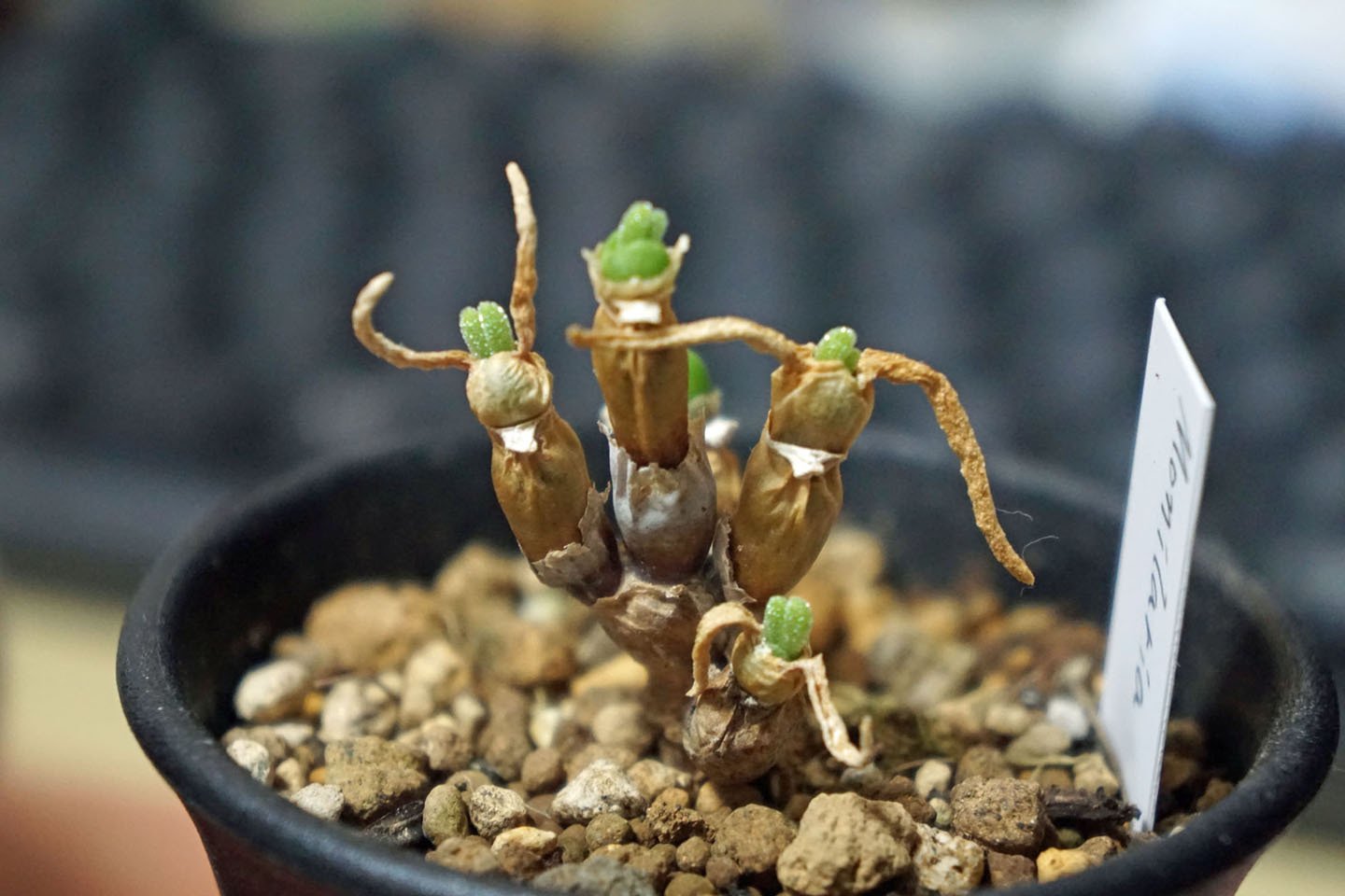 モニラリアを1年育てた感想｜そーいち・F・スタインベック