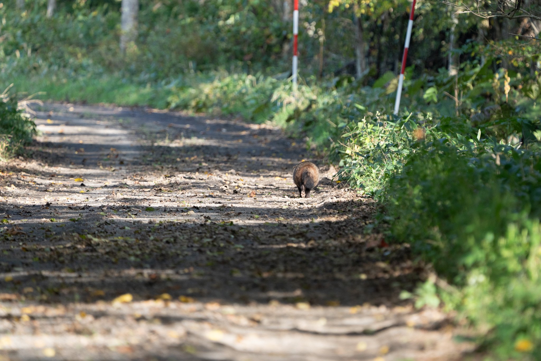 別海町の野生動物たち：エゾタヌキ｜別海町地域おこし協力隊